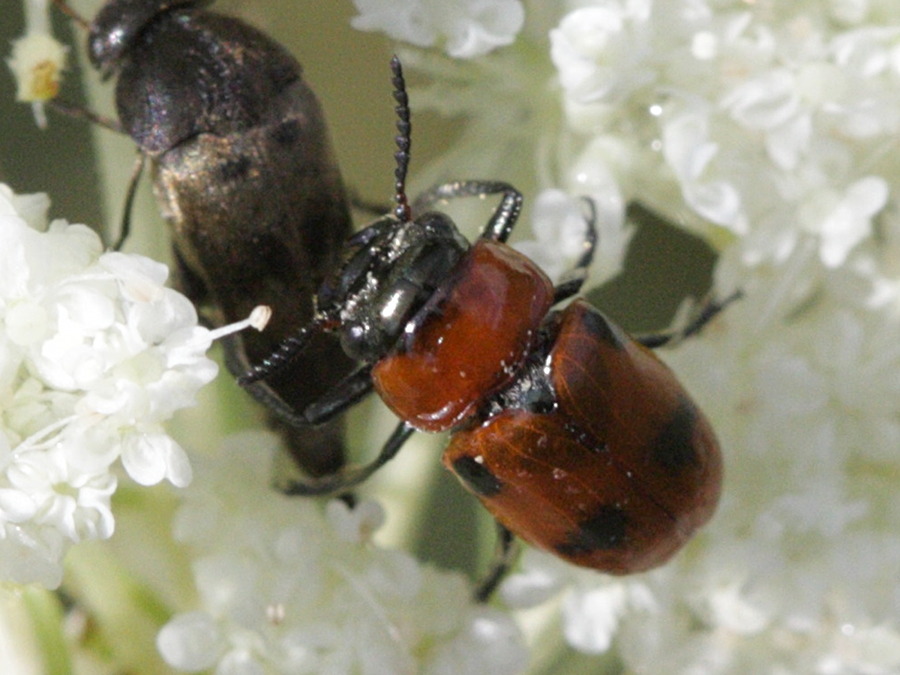 Afficher le média coptocephala_scopolina3bd coptocephala_scopolina3bd