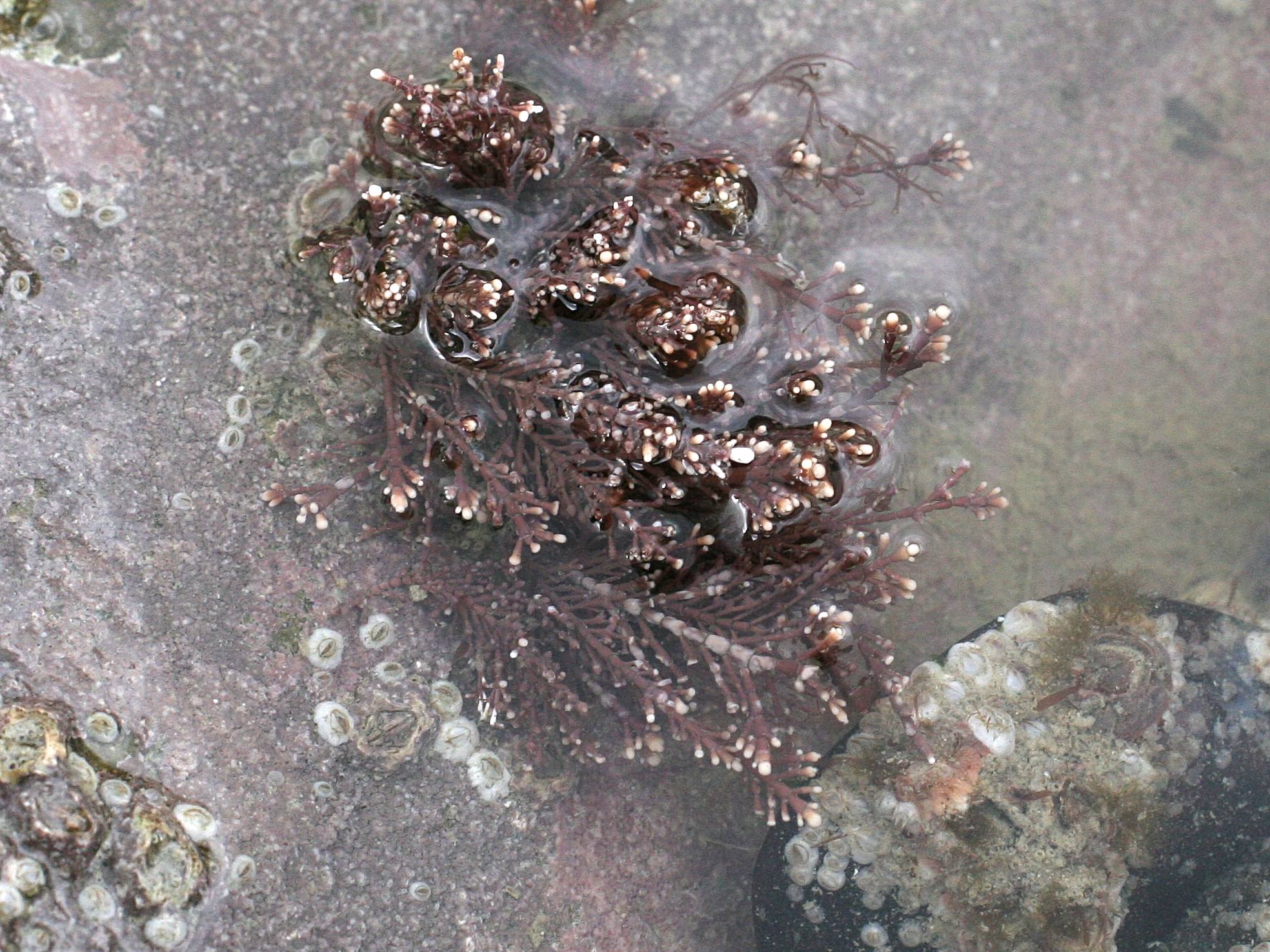 corallina_officinalis2md