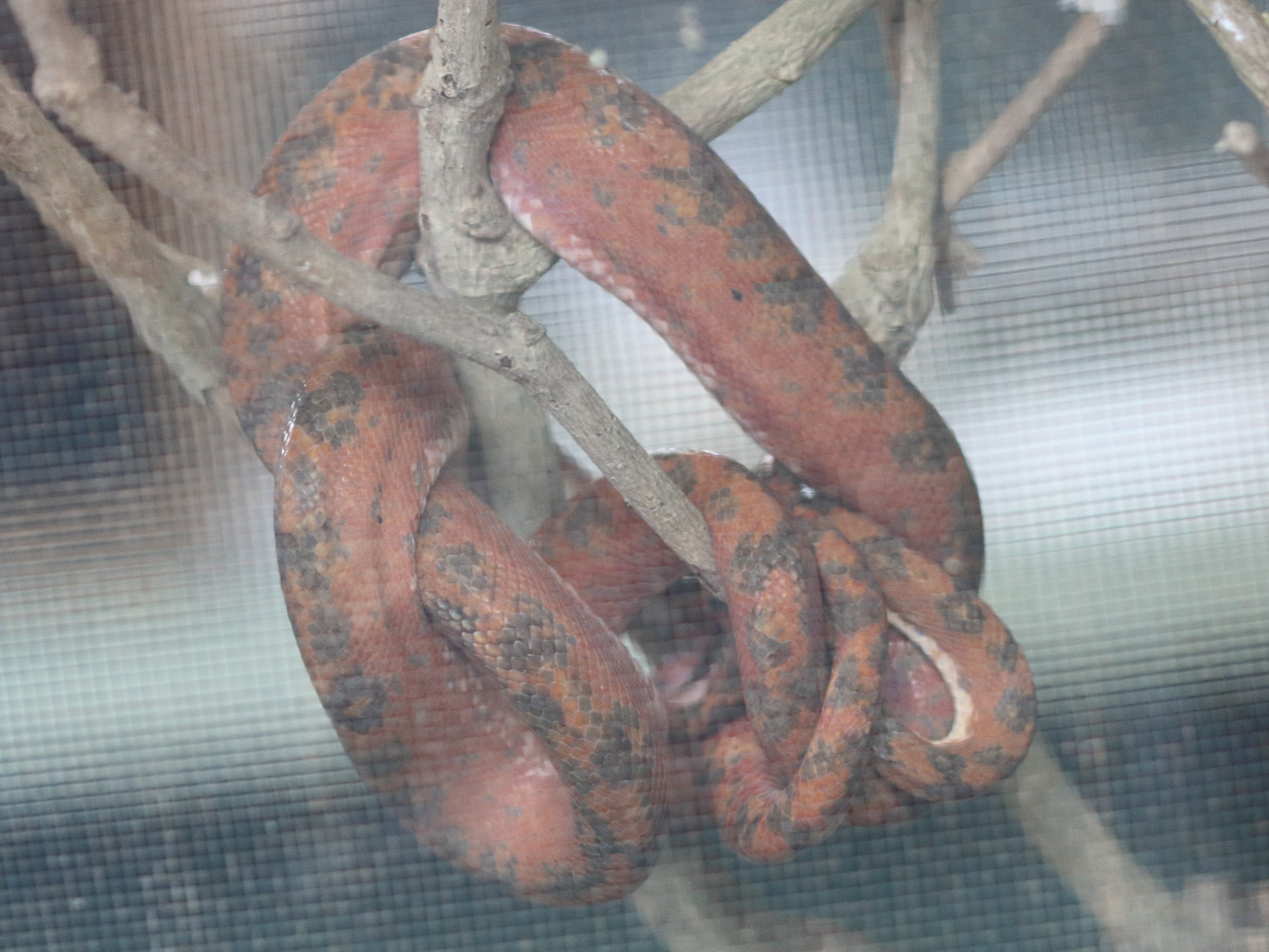 corallus_hortulanus2bd