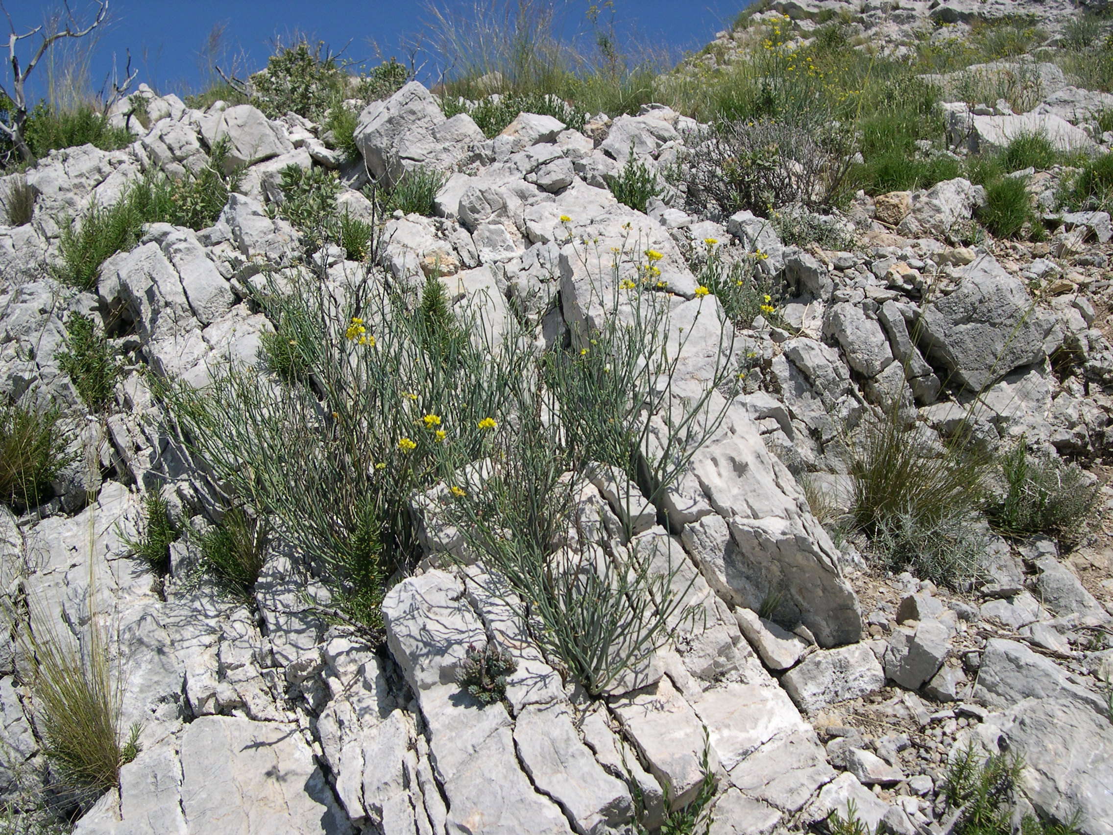 Afficher le média coronilla_juncea1md coronilla_juncea1md