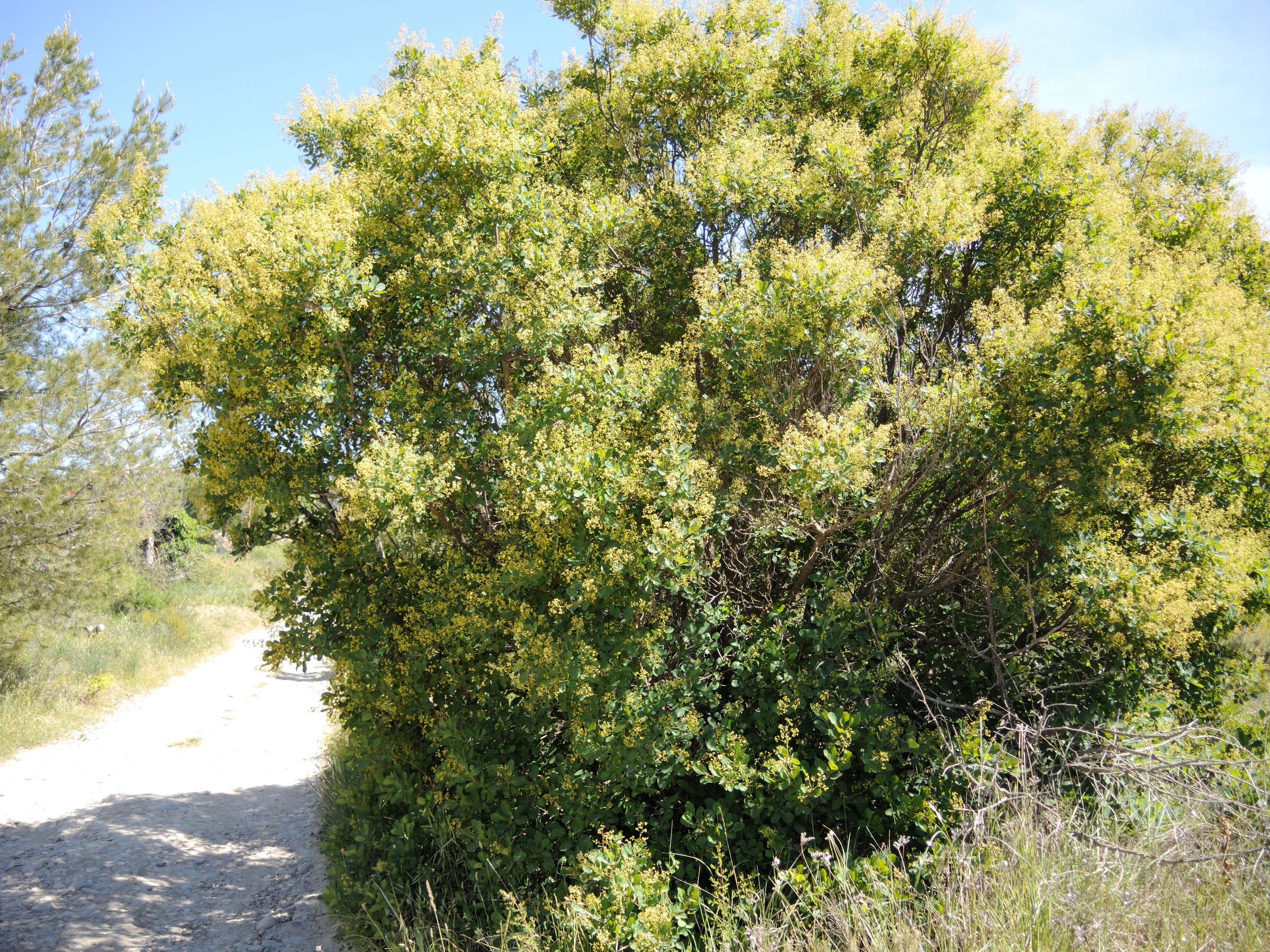 Afficher le média Cotinus_coggygria Cotinus_coggygria