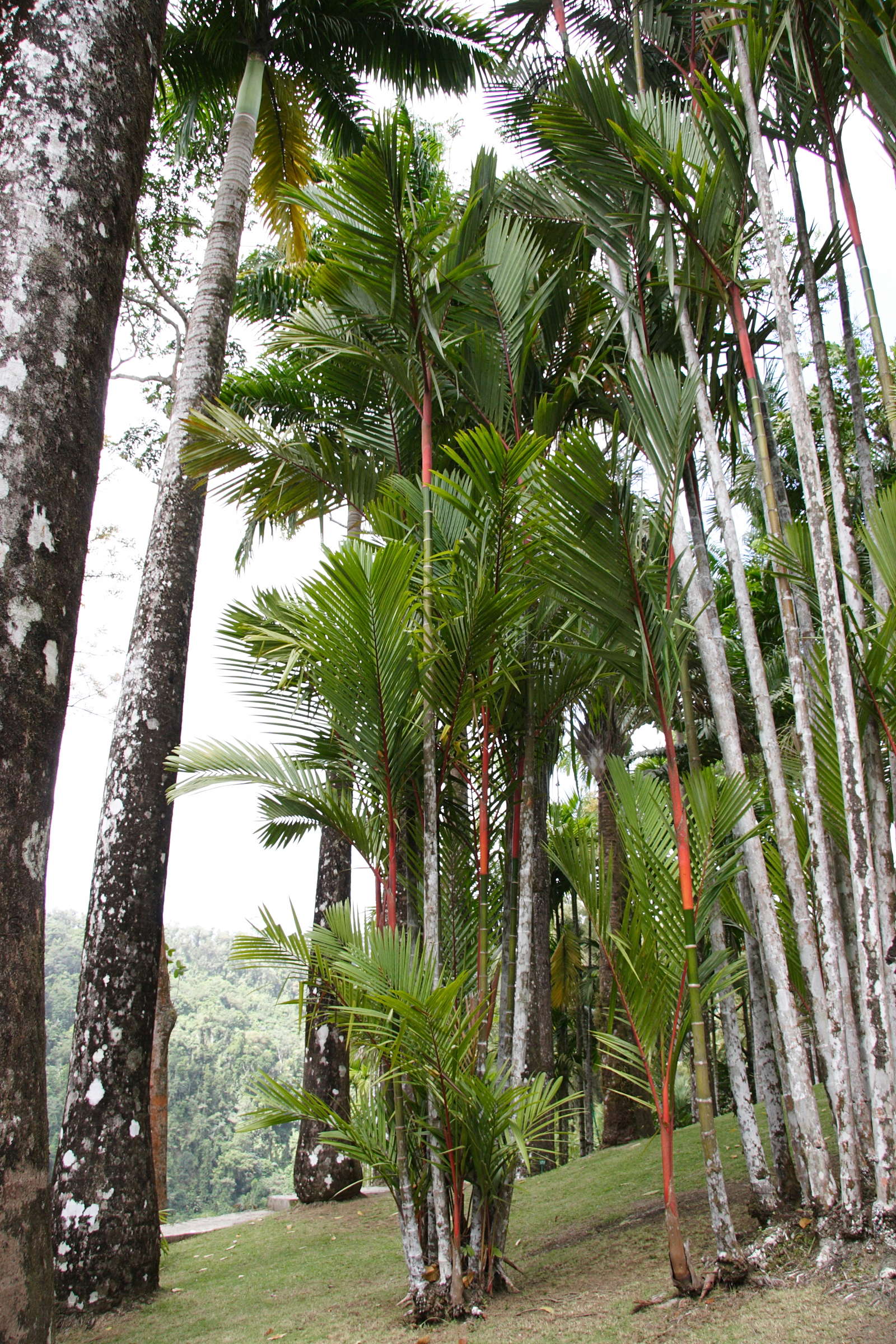 Afficher le média cyrtostachys_renda1md cyrtostachys_renda1md