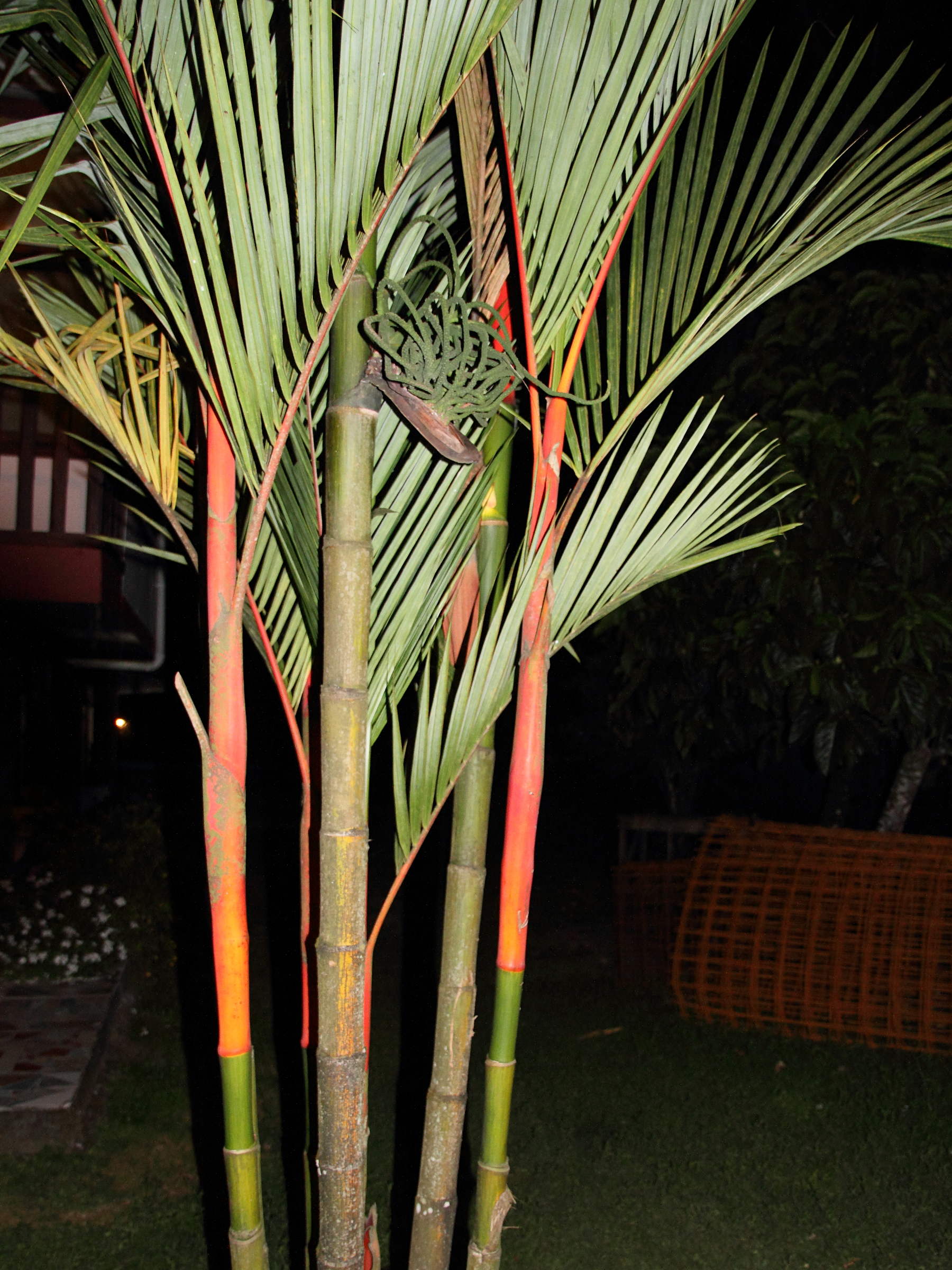 Afficher le média cyrtostachys_renda4md cyrtostachys_renda4md