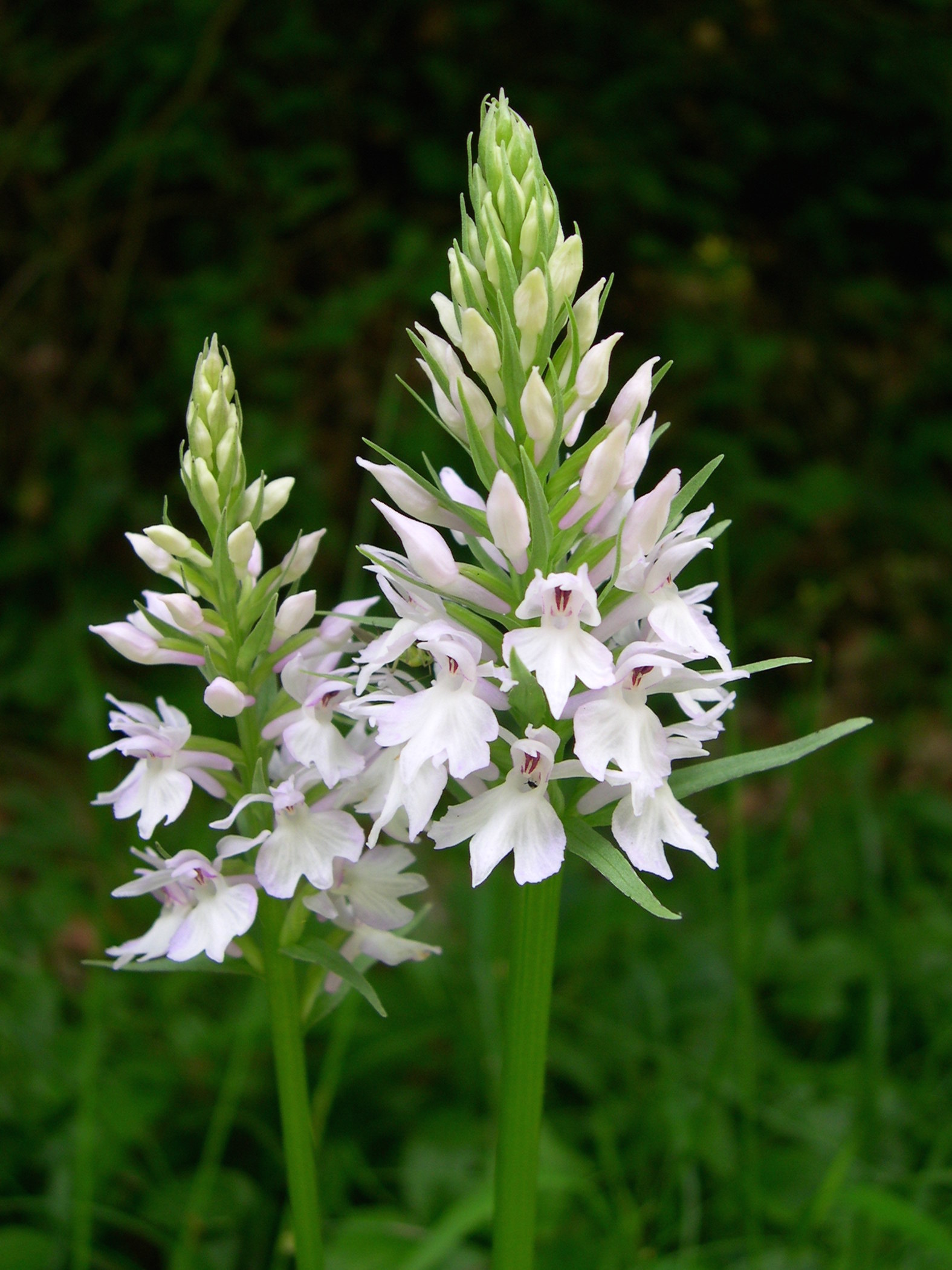 dactylorhiza_maculata4sd