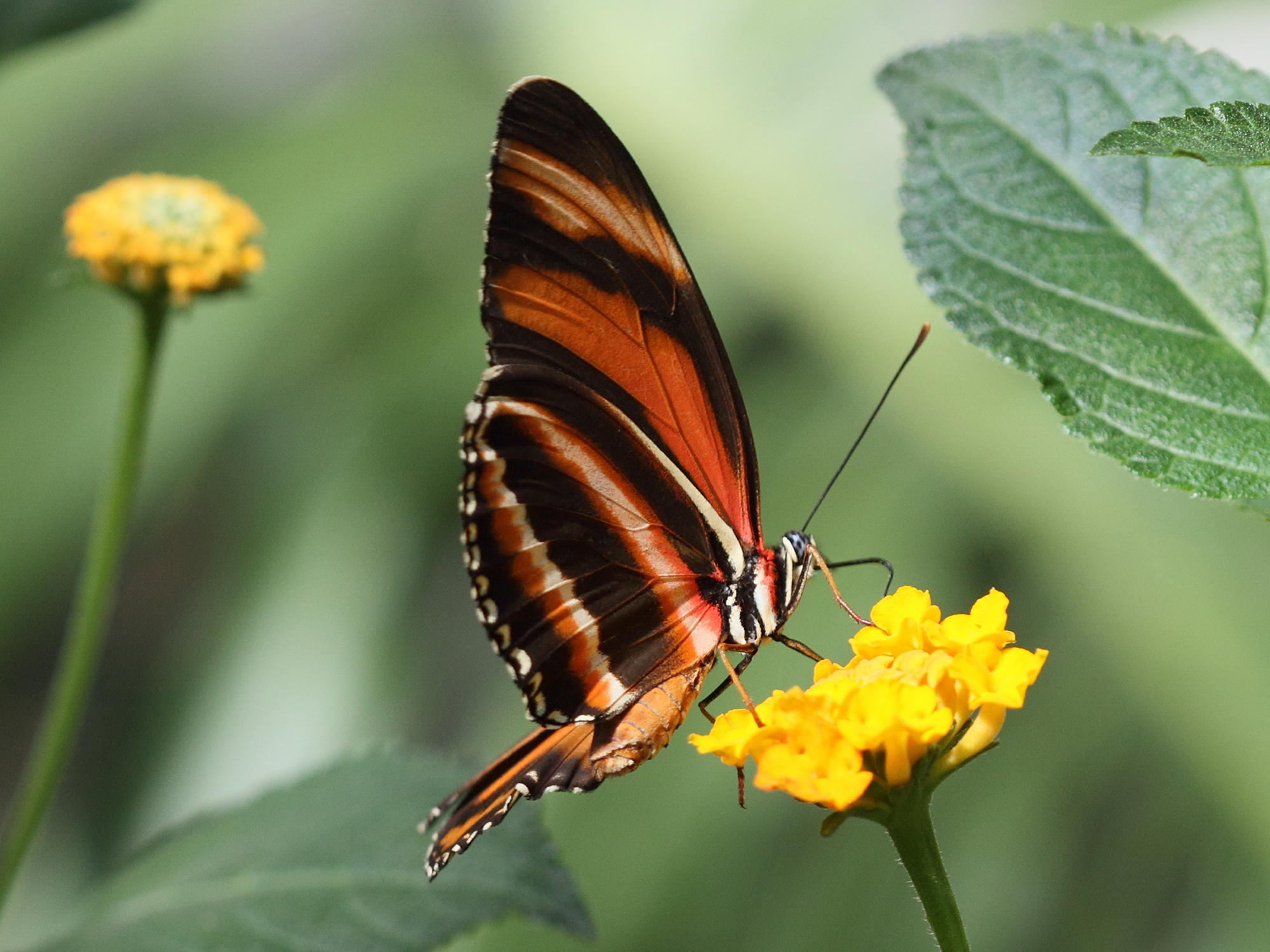 dryadula_phaetusa2bd