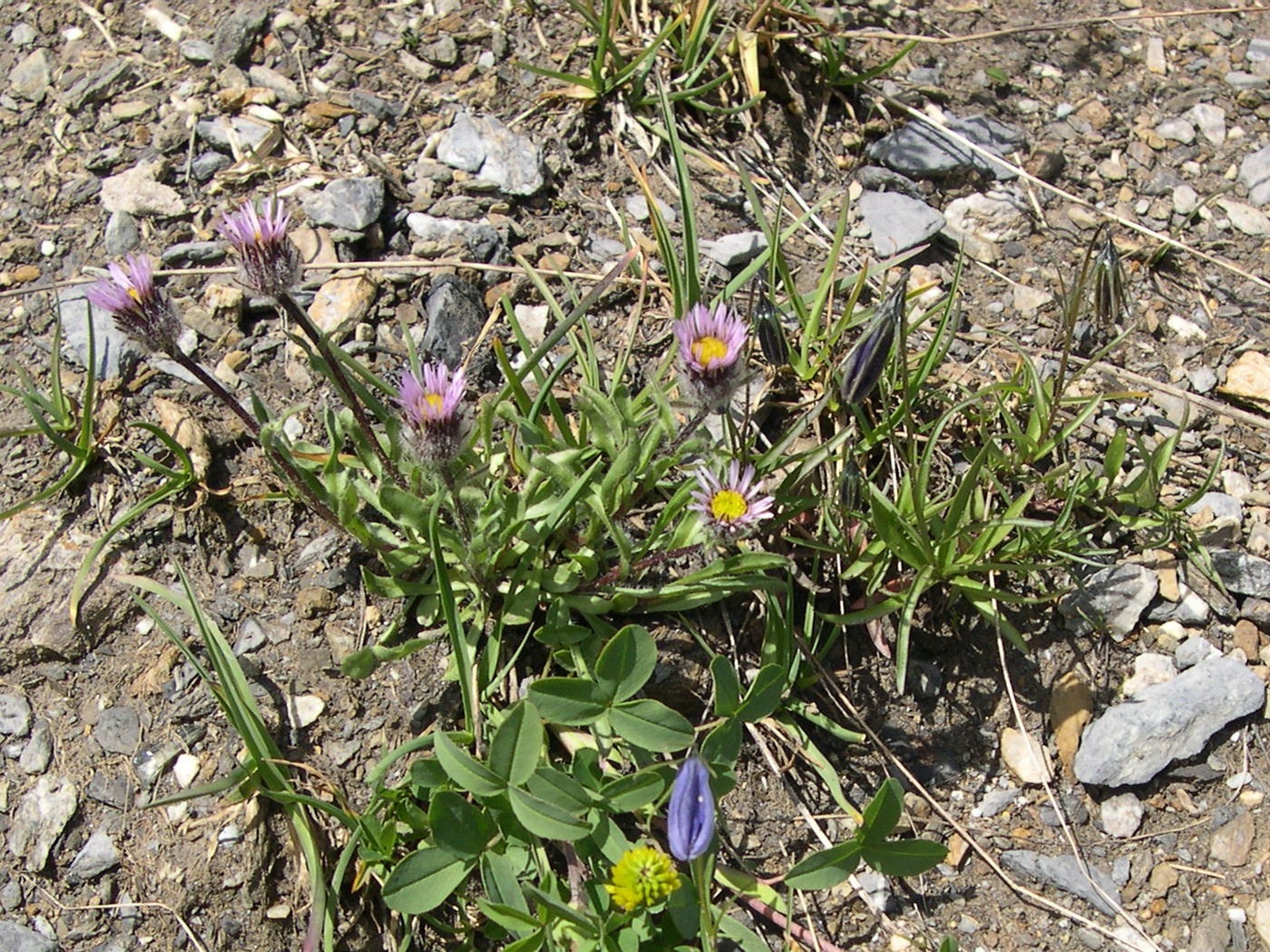 Afficher le média erigeron_uniflorus1md erigeron_uniflorus1md