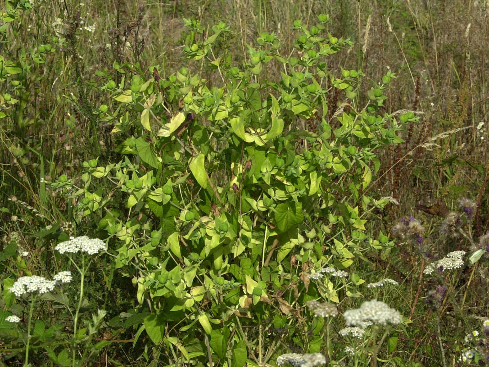 Afficher le média euphorbia_lathyris4md euphorbia_lathyris4md