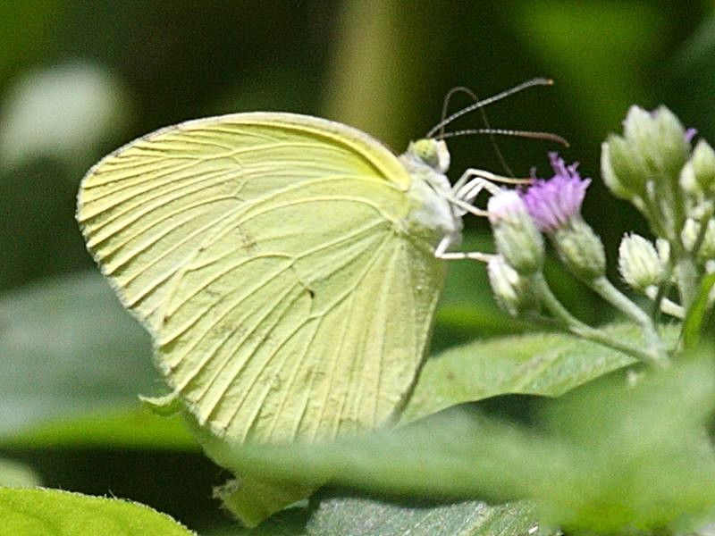 eurema_venusta_emanona1bd