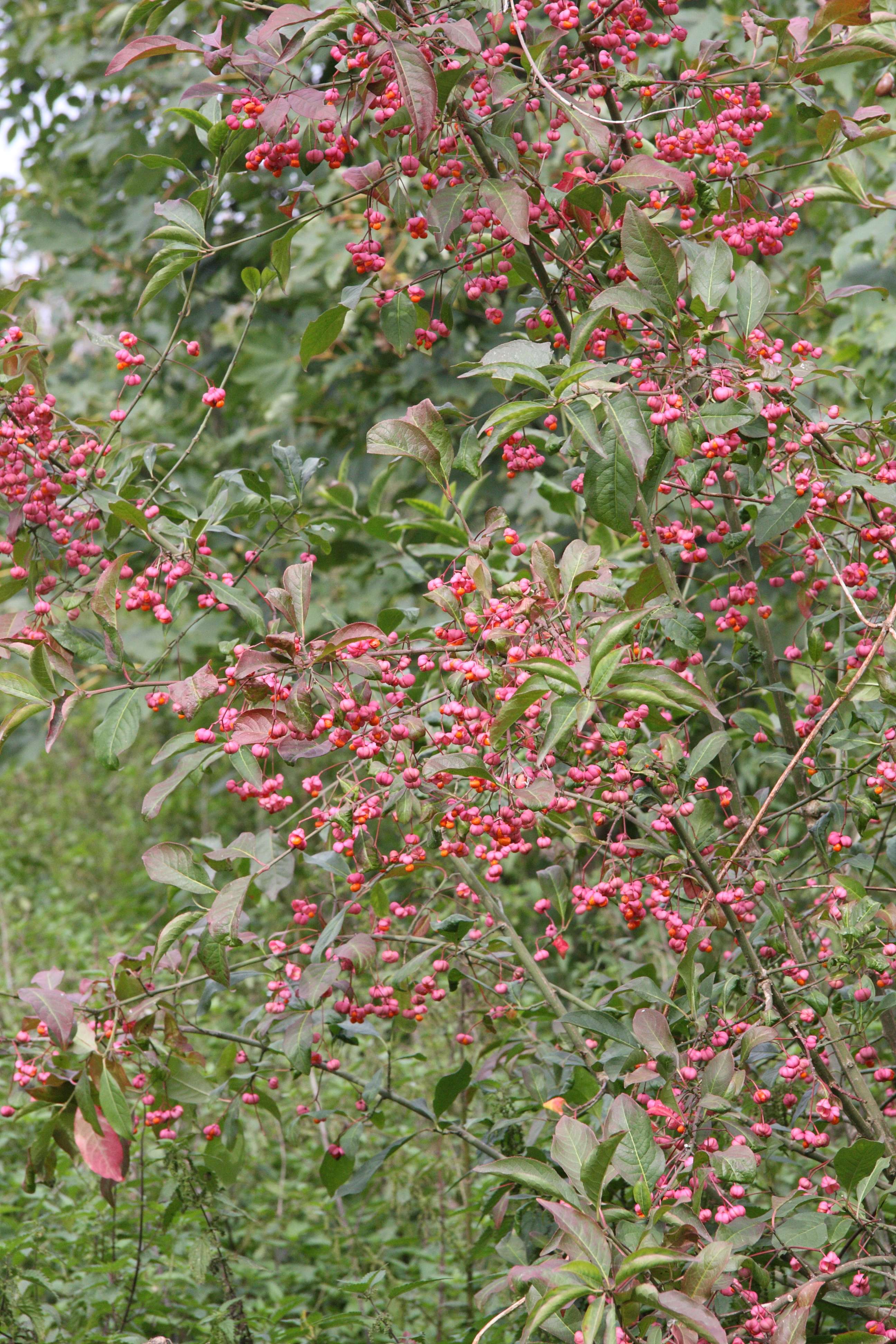 Evonymus_europaeus