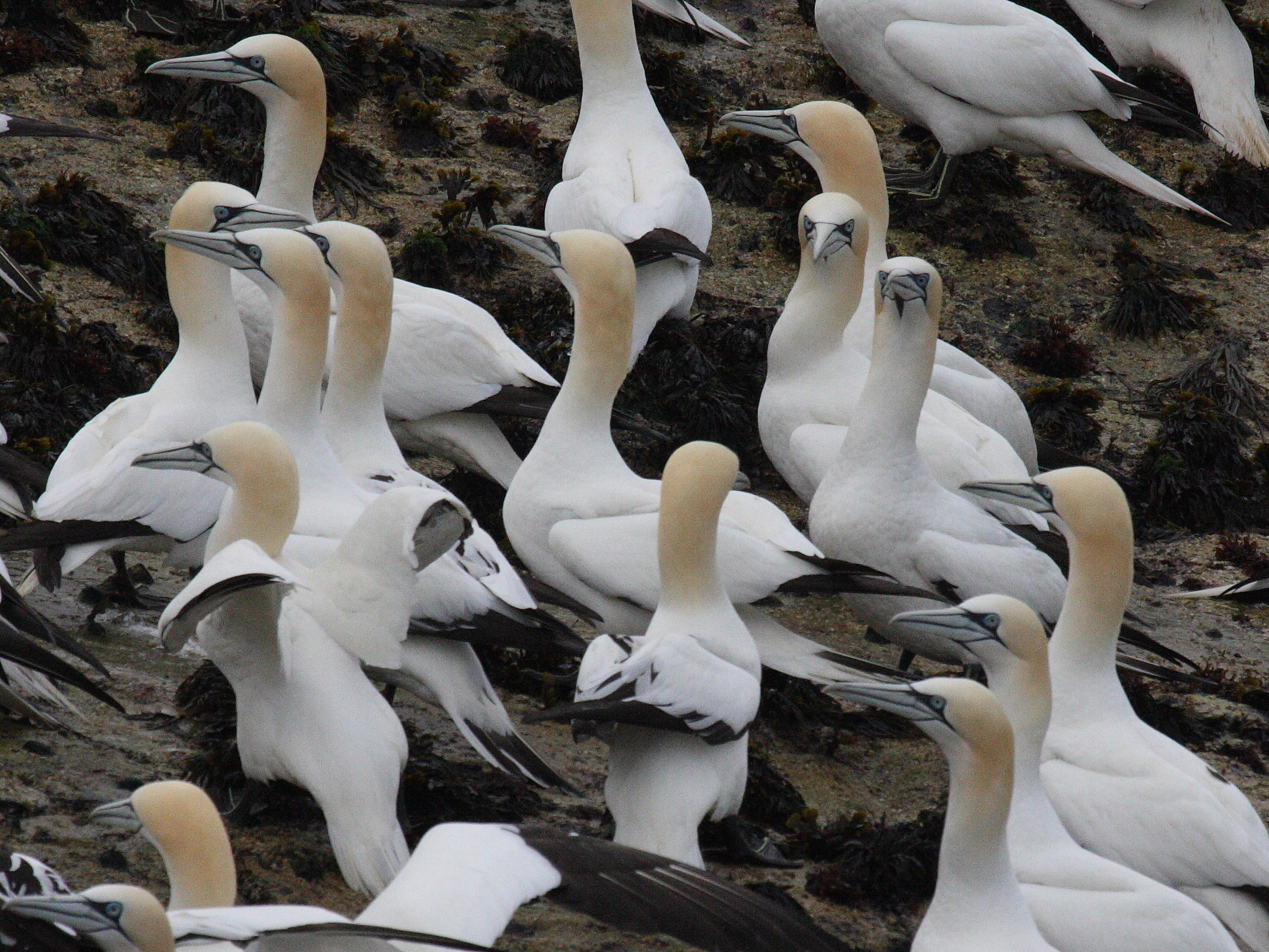 fou_de_bassan_-_morus_bassanus8bd