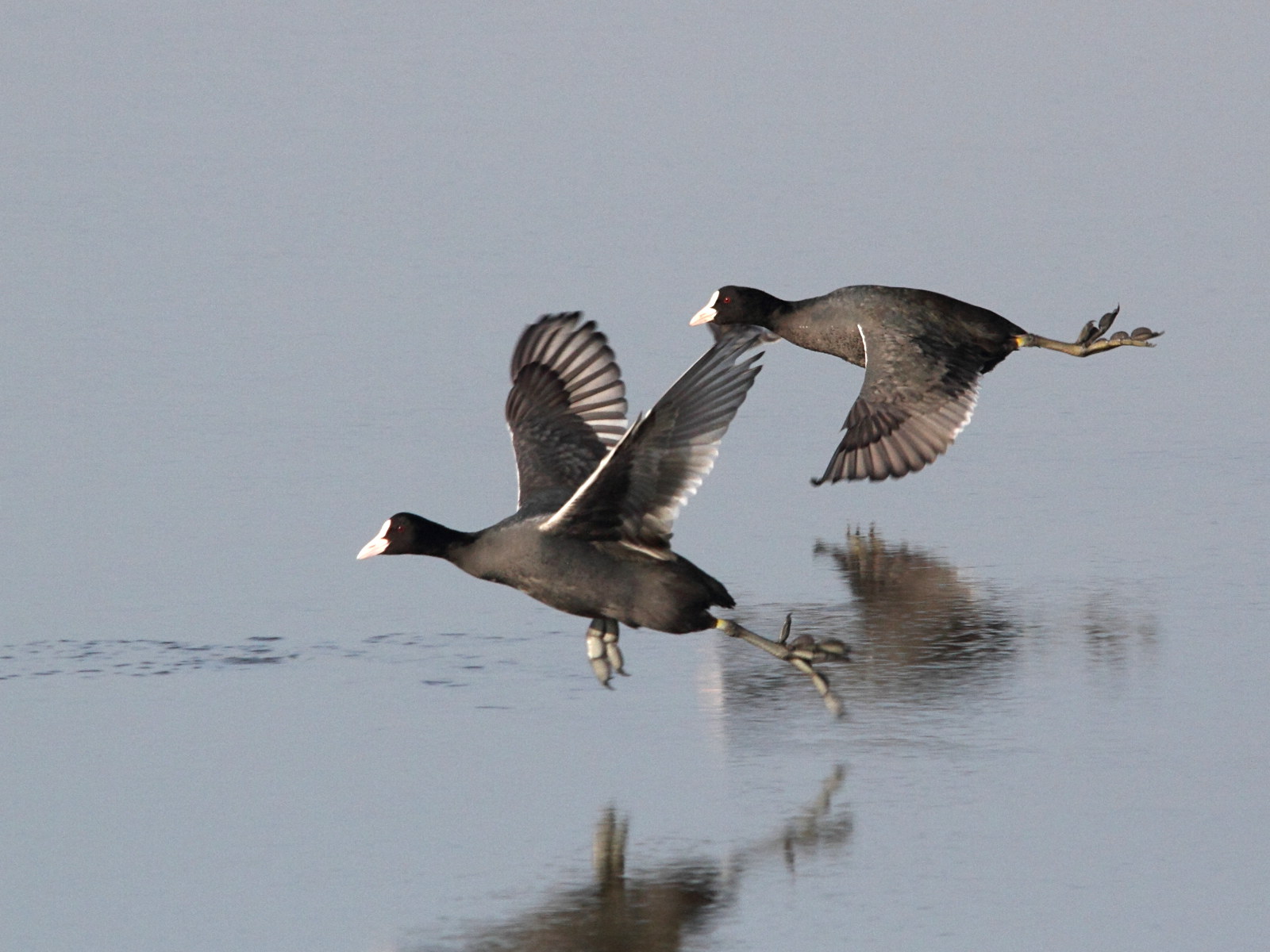 foulque_macroule_-_fulica_atra10md