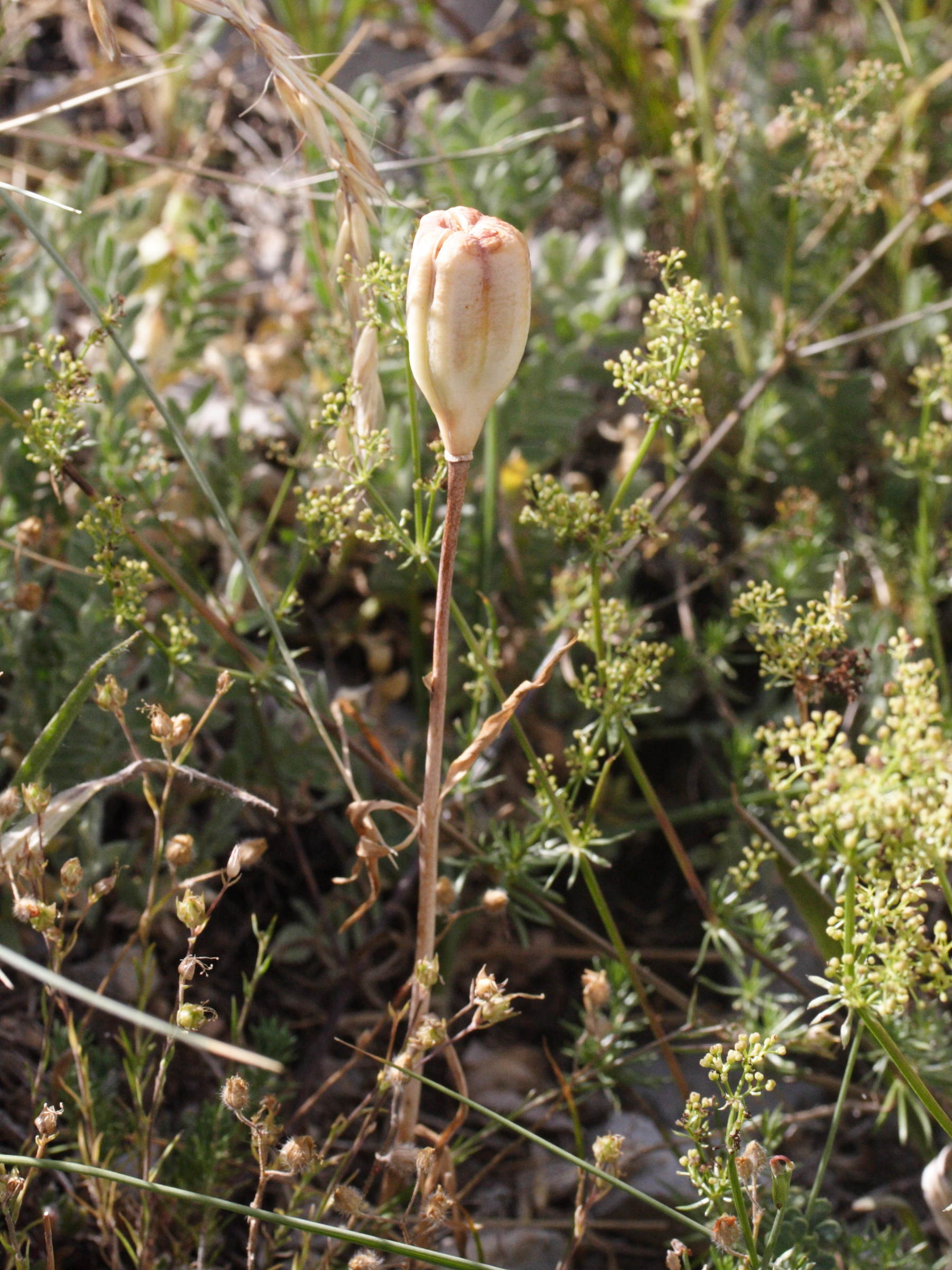 fritillaria_tubiformis1md