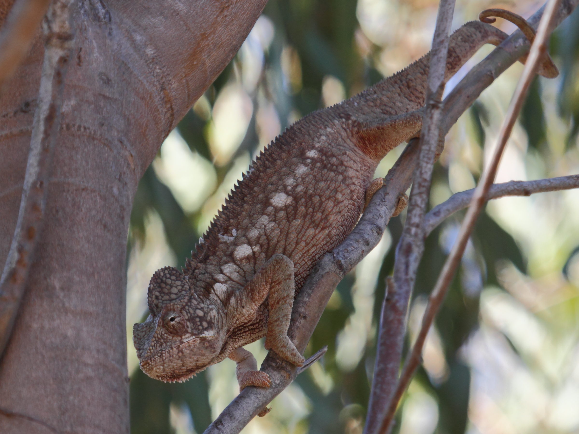 furcifer_oustaleti2bd