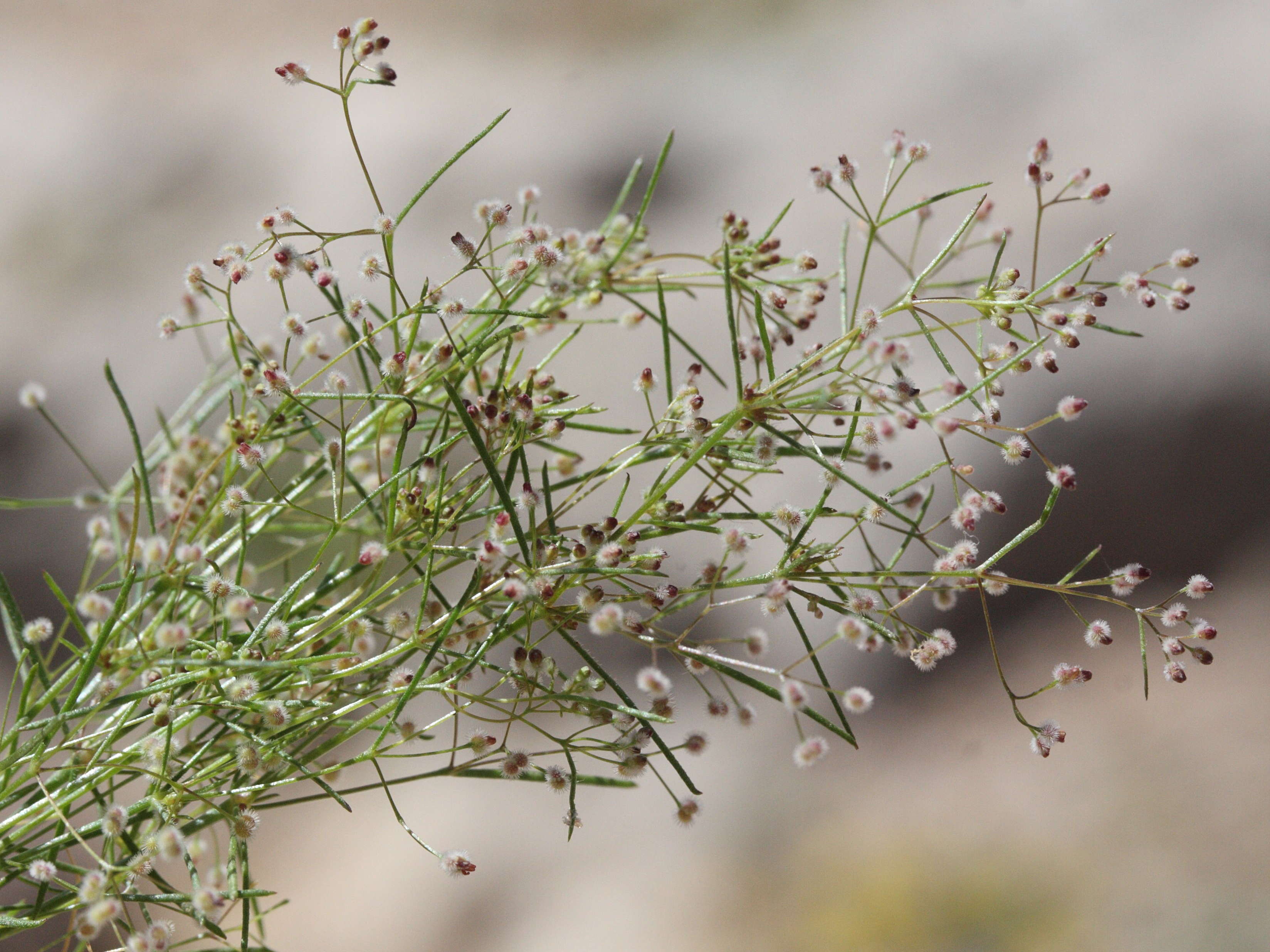 galium_setaceum_decaisnei2md