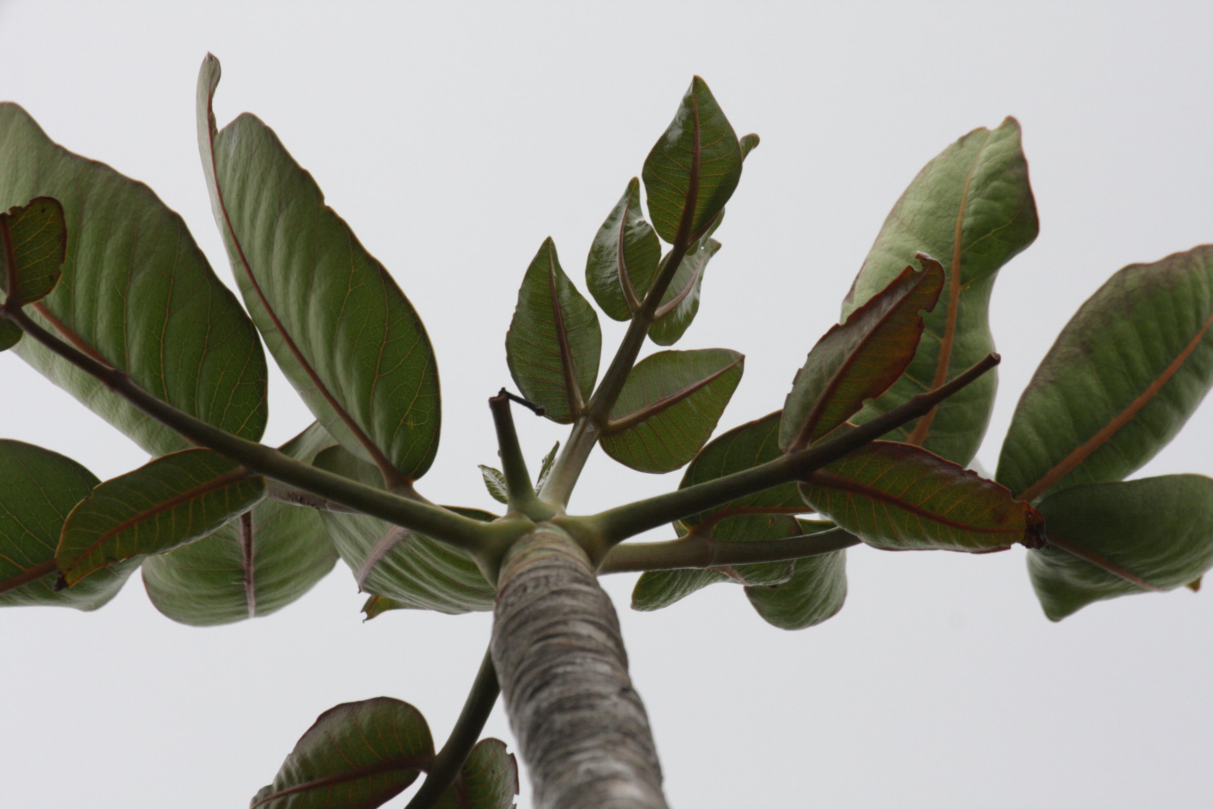 gastonia_cutispongia3bd