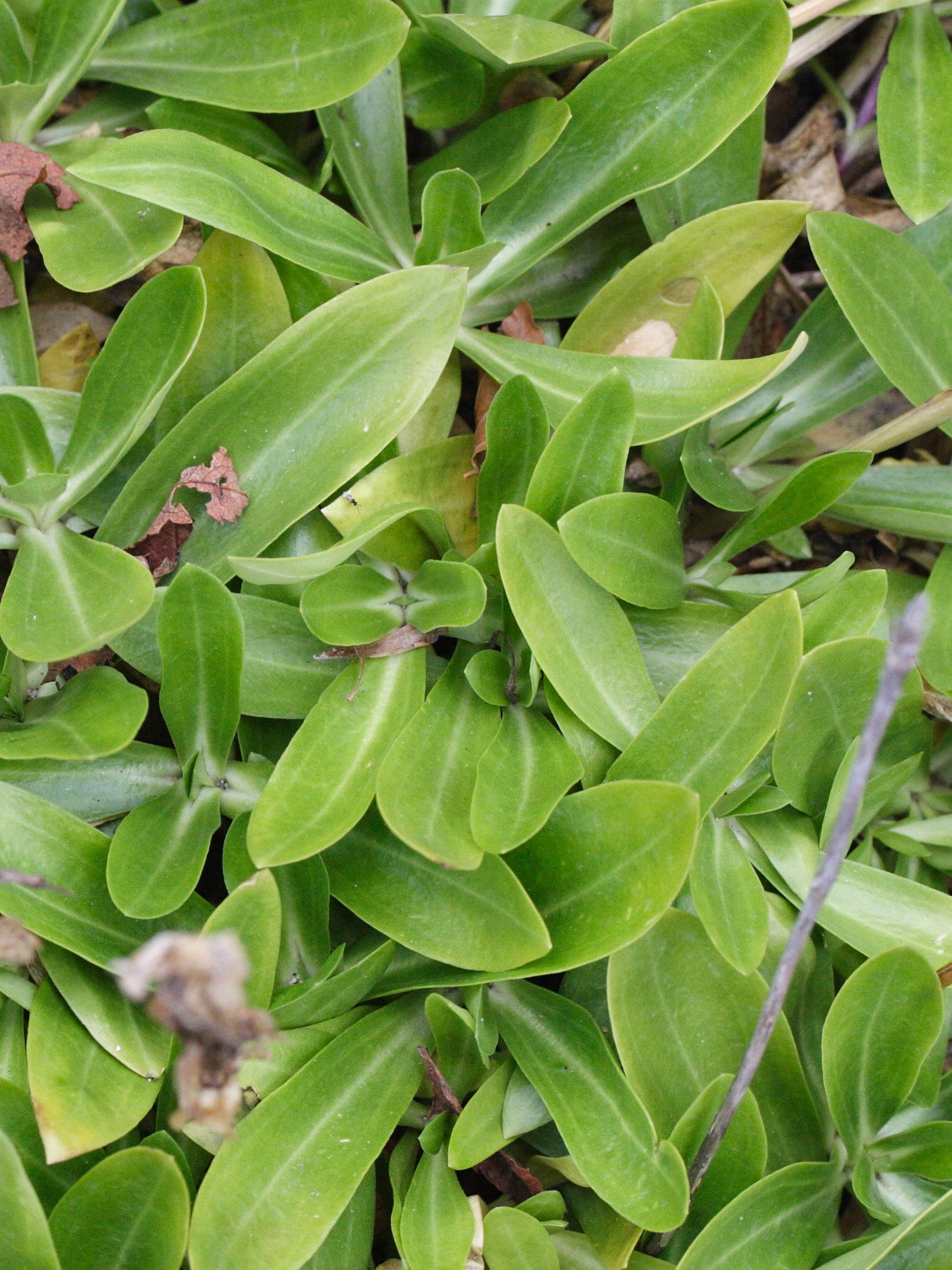 gentiana_dinarica2md