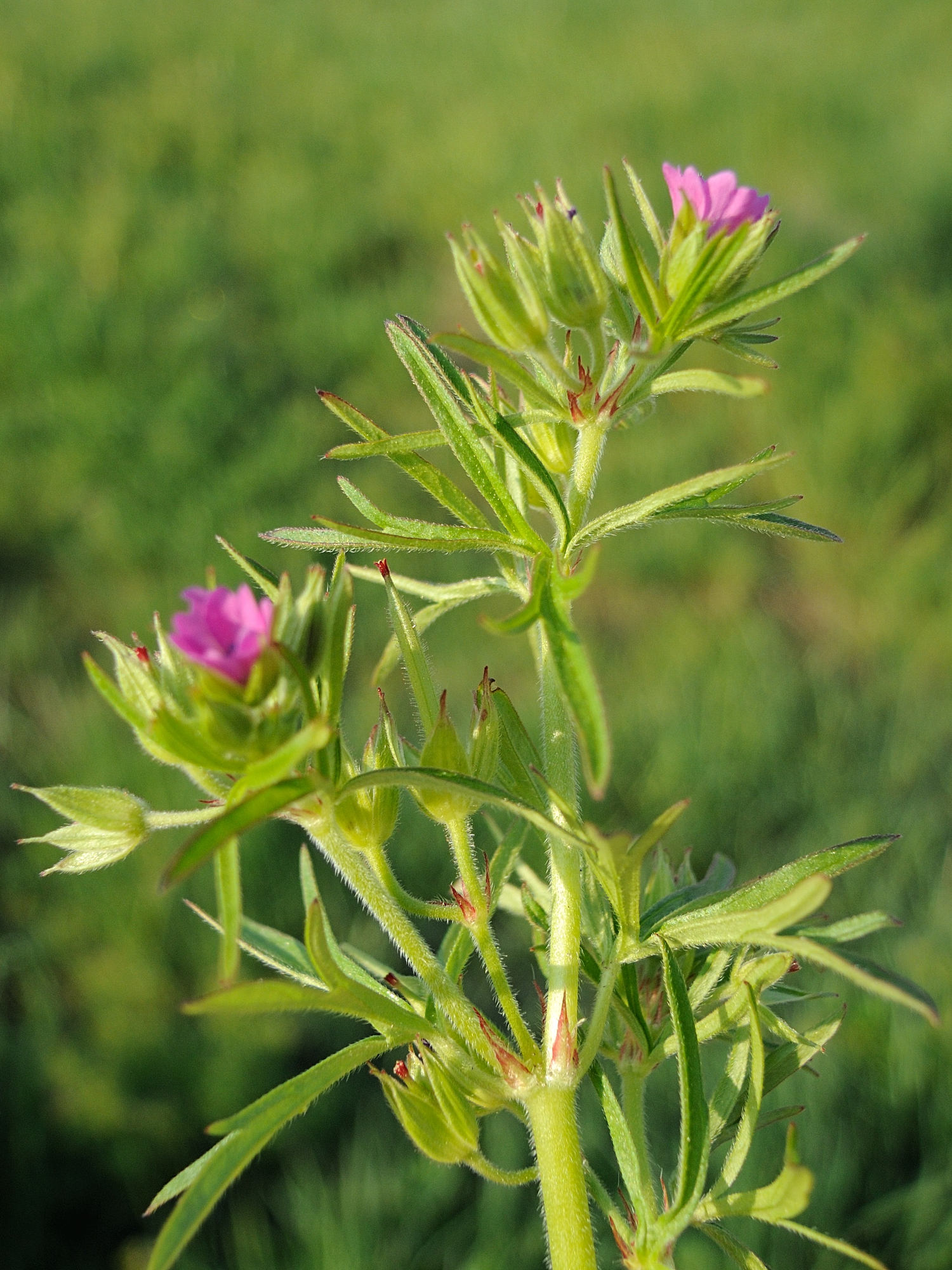 Afficher le média geranium_dissectum5md geranium_dissectum5md