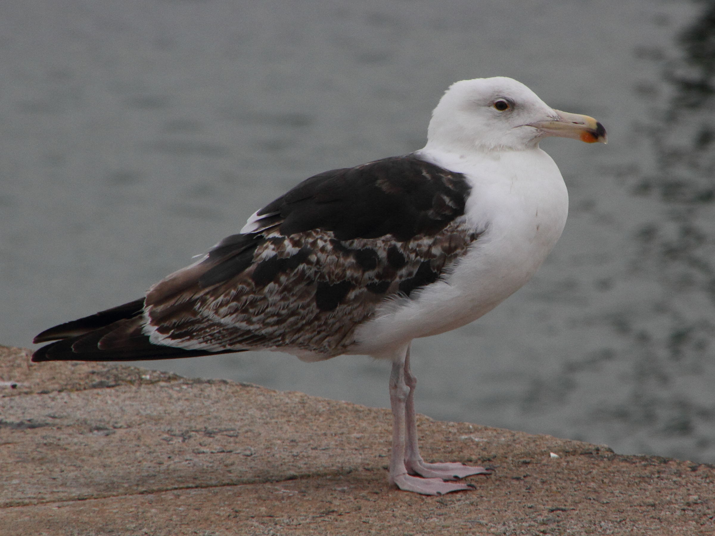 goeland_marin_-_larus_marinus9md