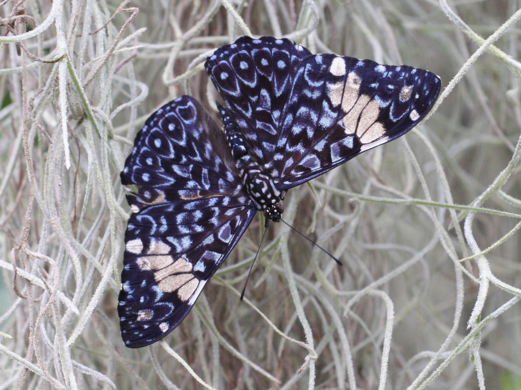 hamadryas_amphinome2md