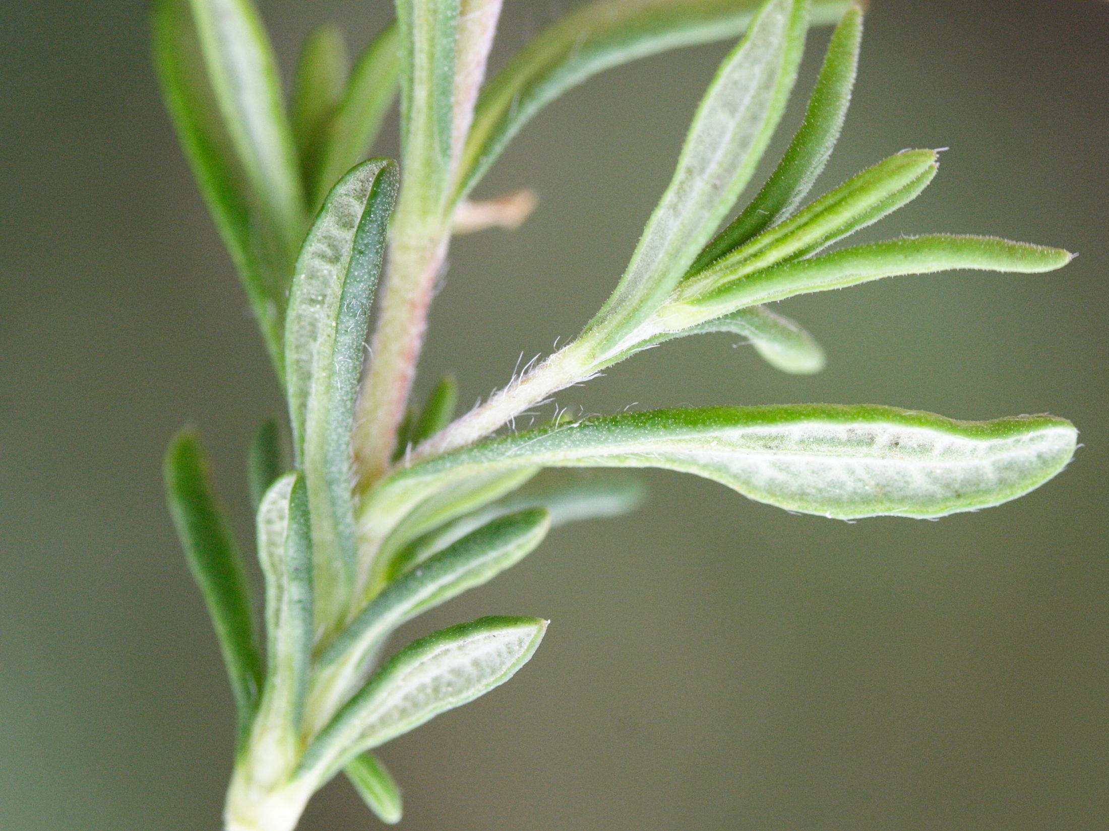 helianthemum_umbellatum3md