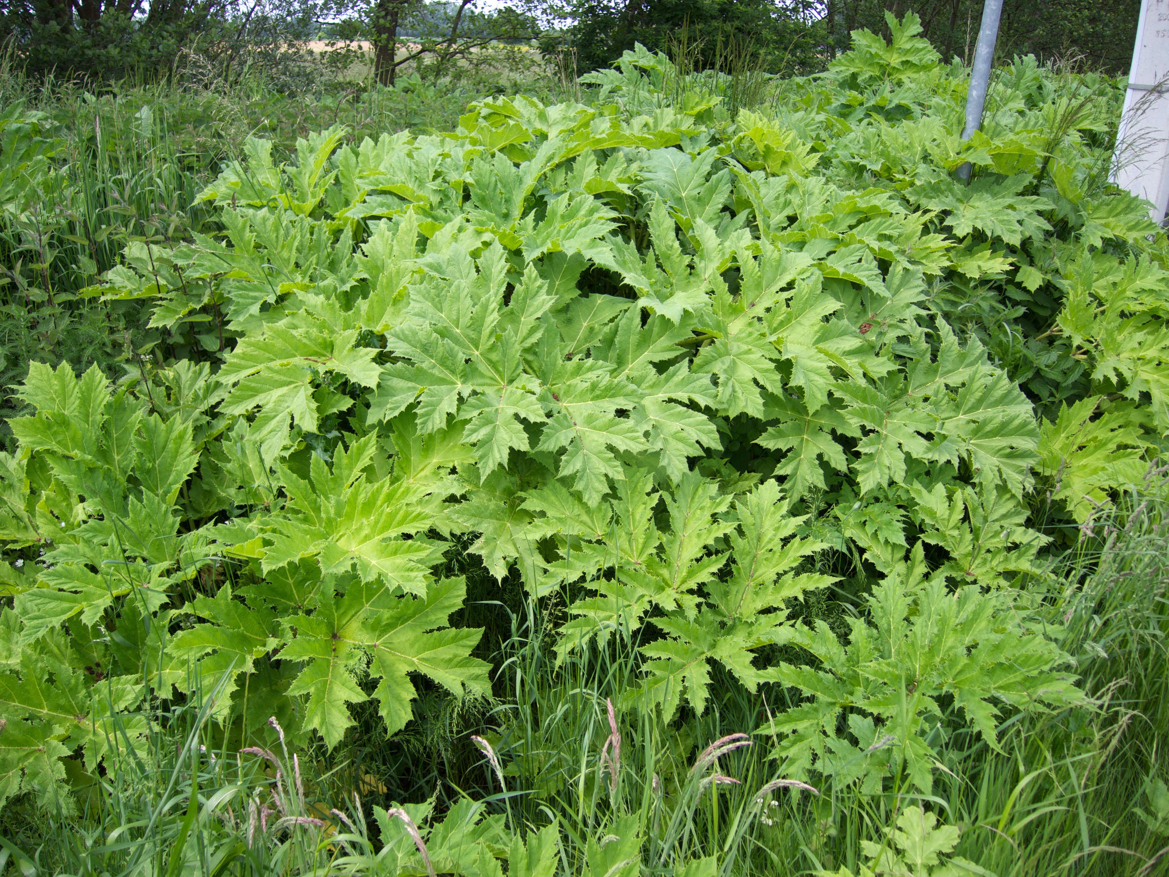 heracleum_mantegazzianum2md