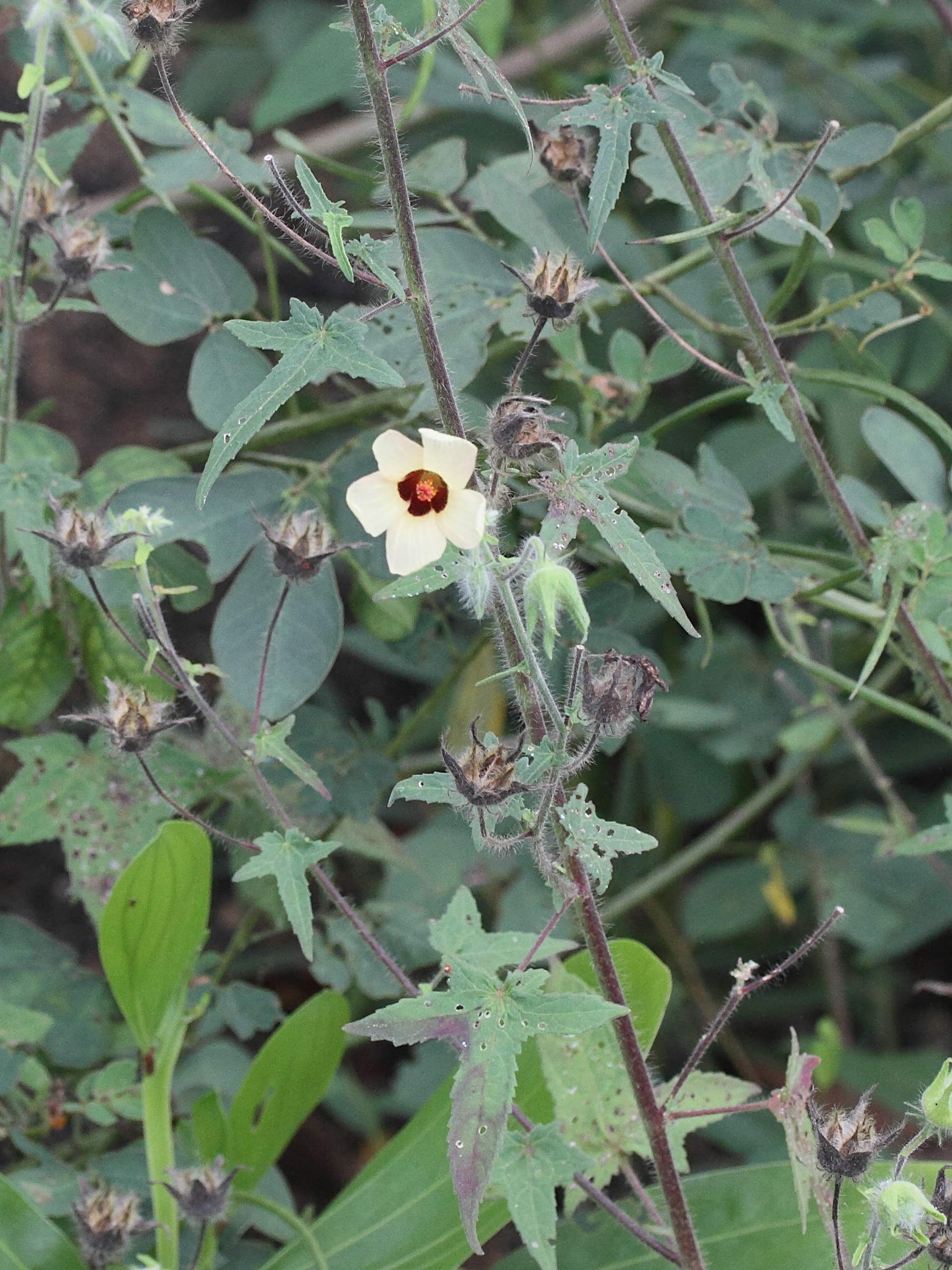 hibiscus_physaloides2md