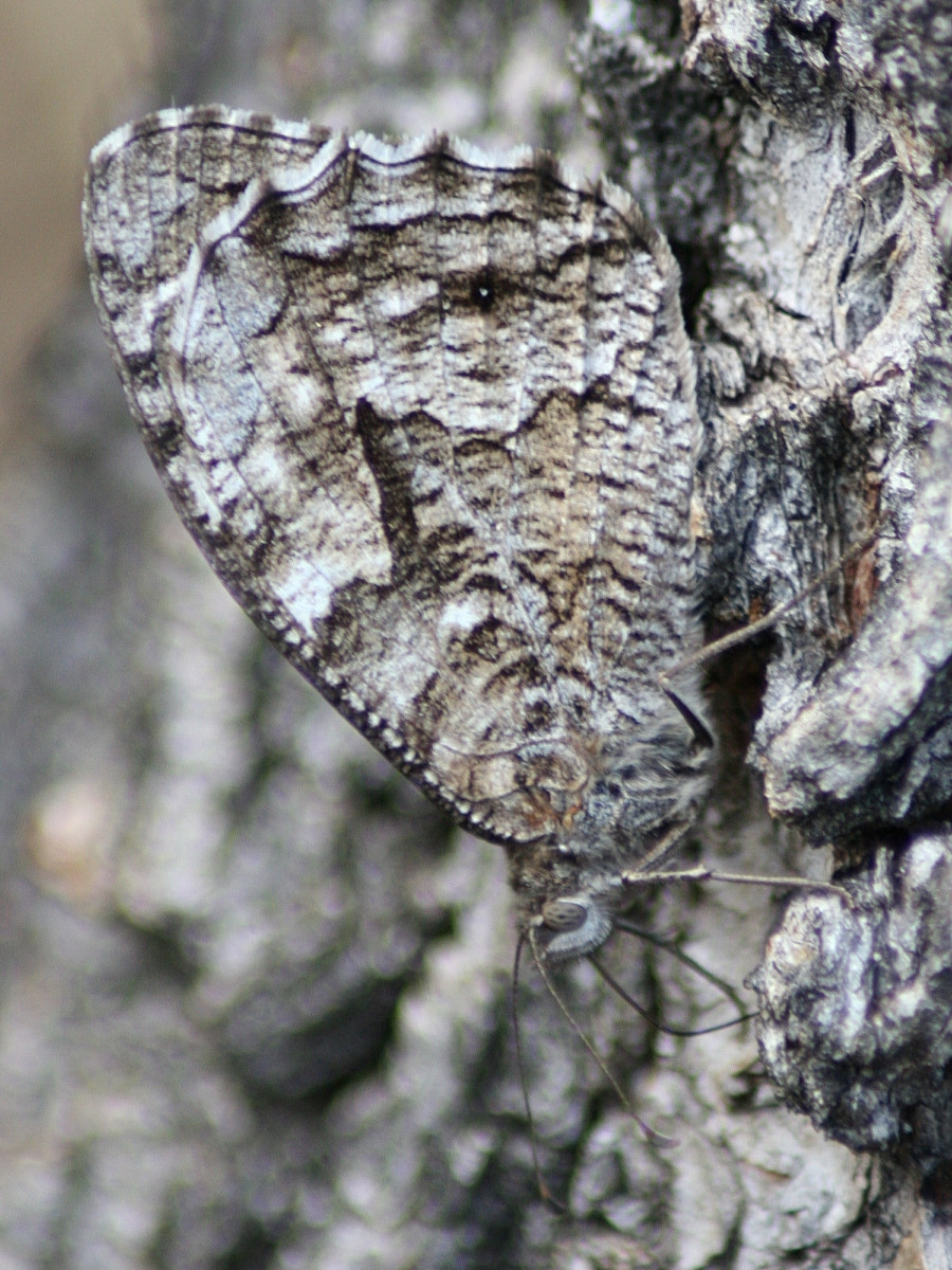 hipparchia_semele1md