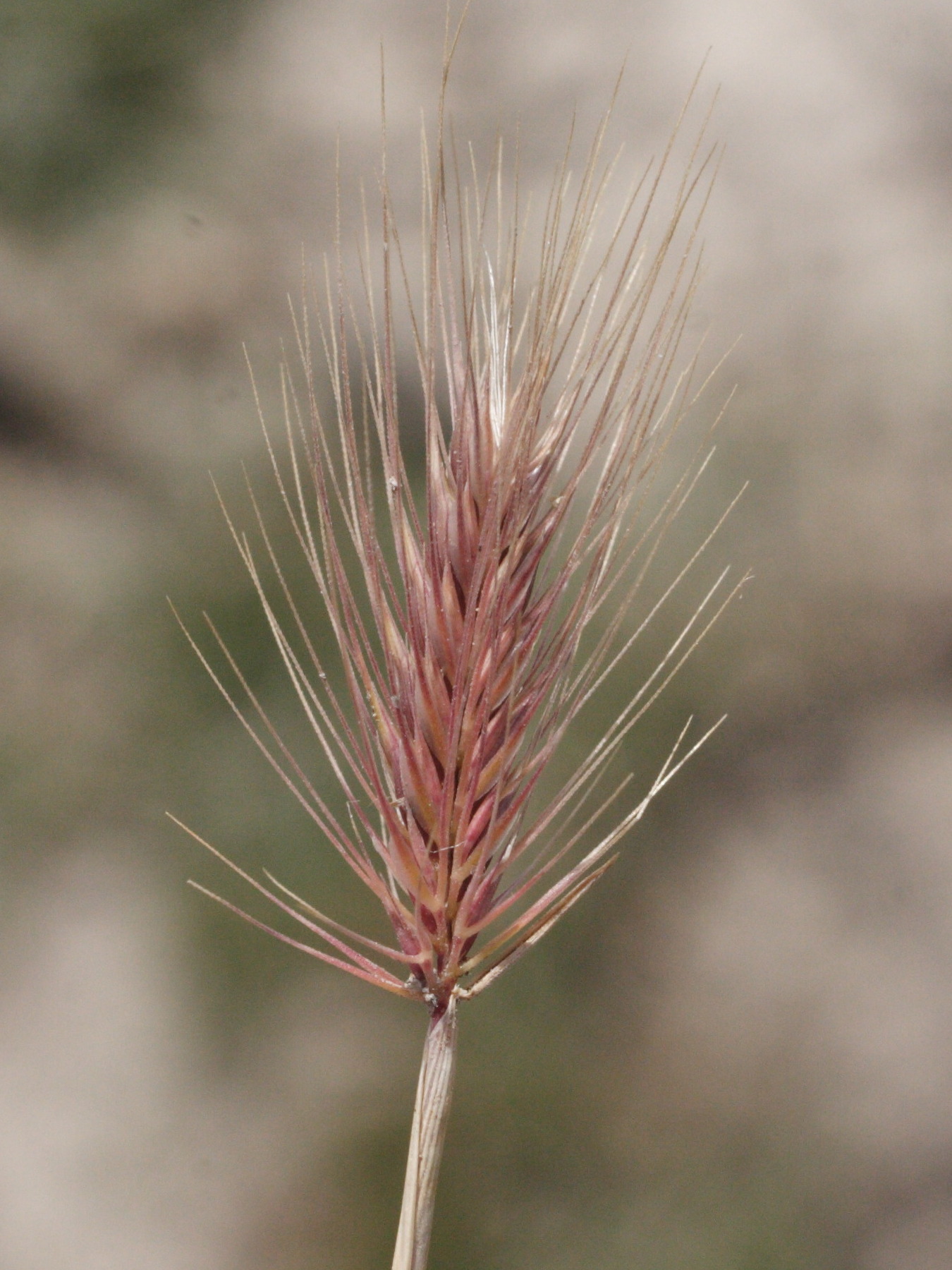 hordeum_marinum2md