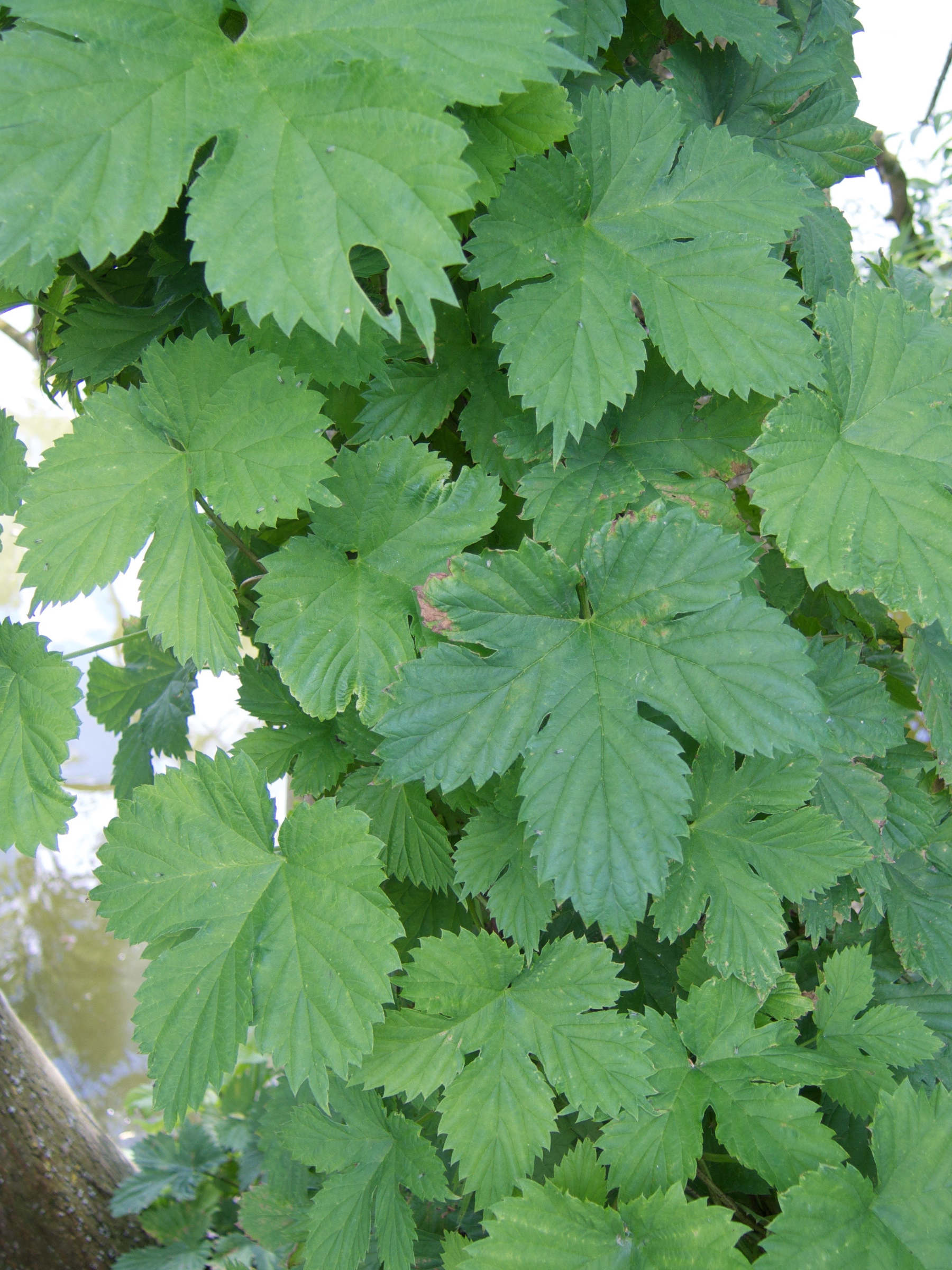 humulus_lupulus9md