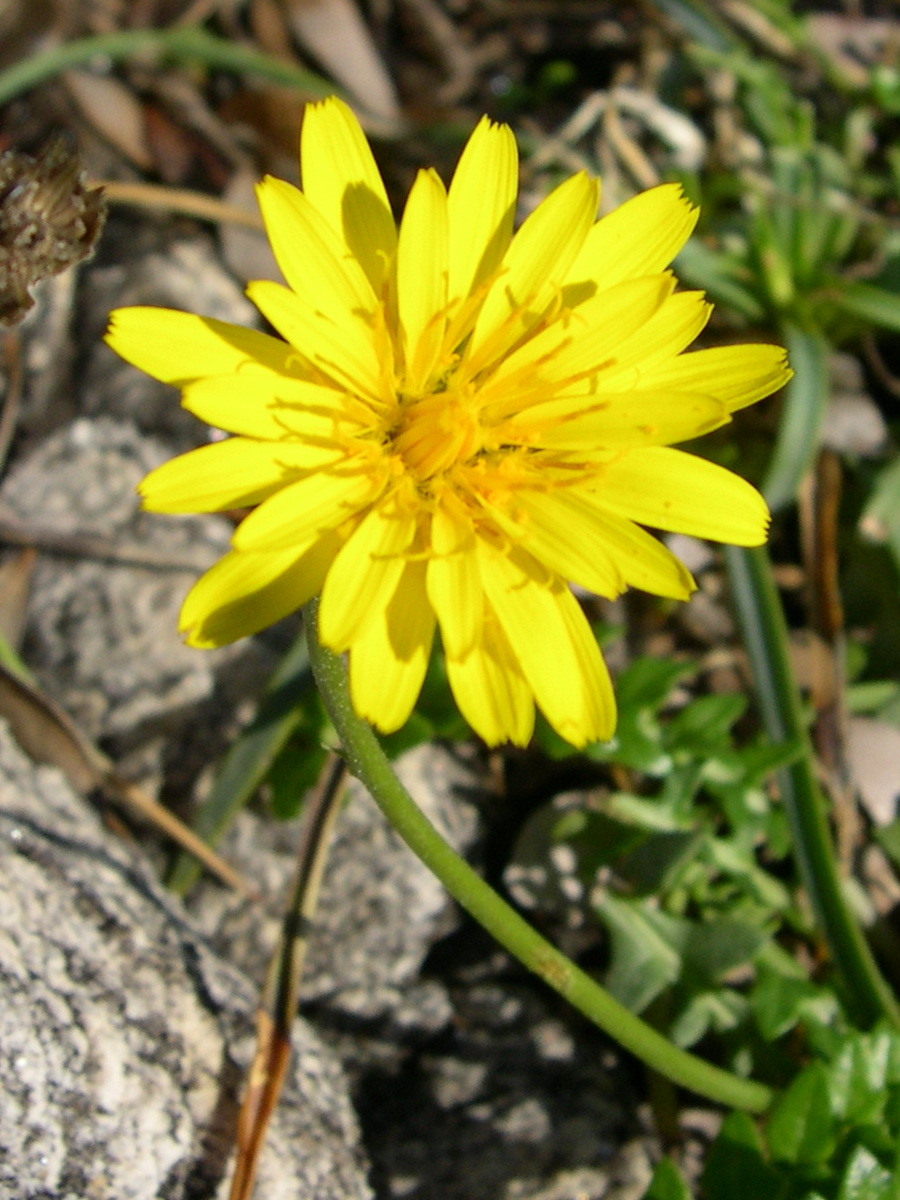 Afficher le média hyoseris_radiata3md hyoseris_radiata3md