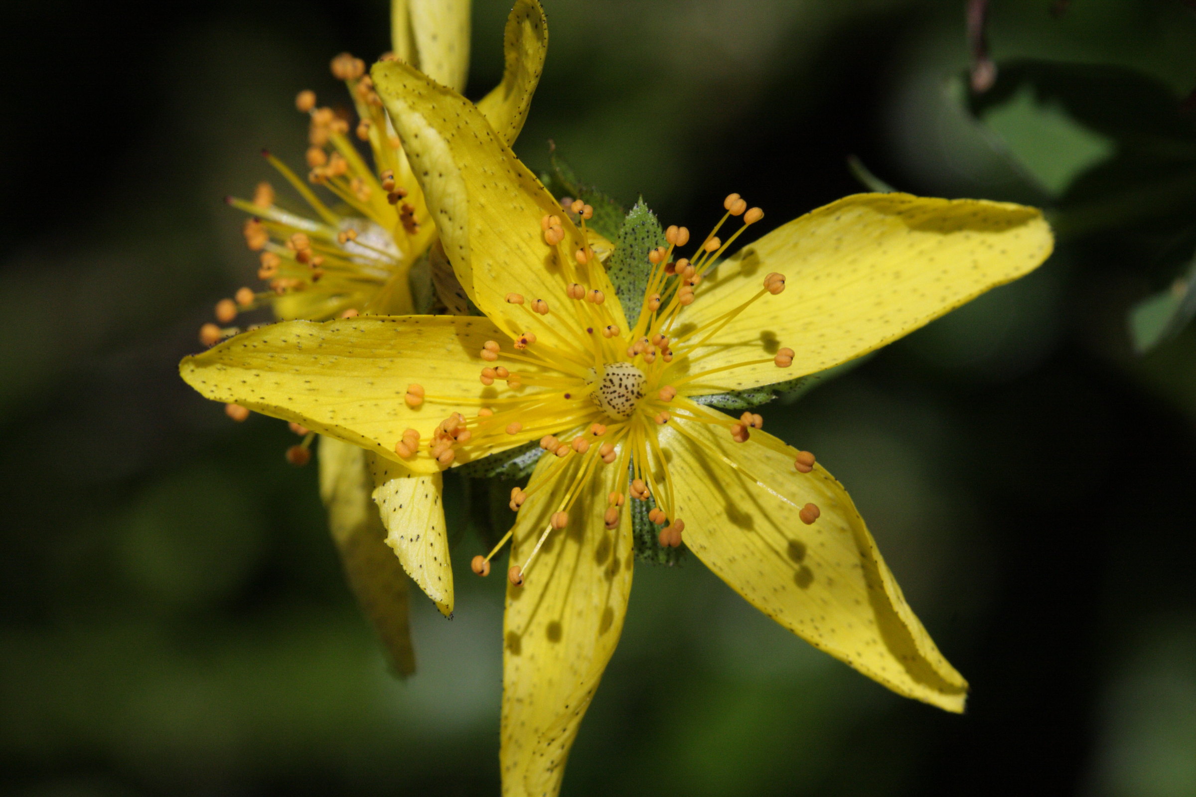 hypericum_richeri_burseri1bd