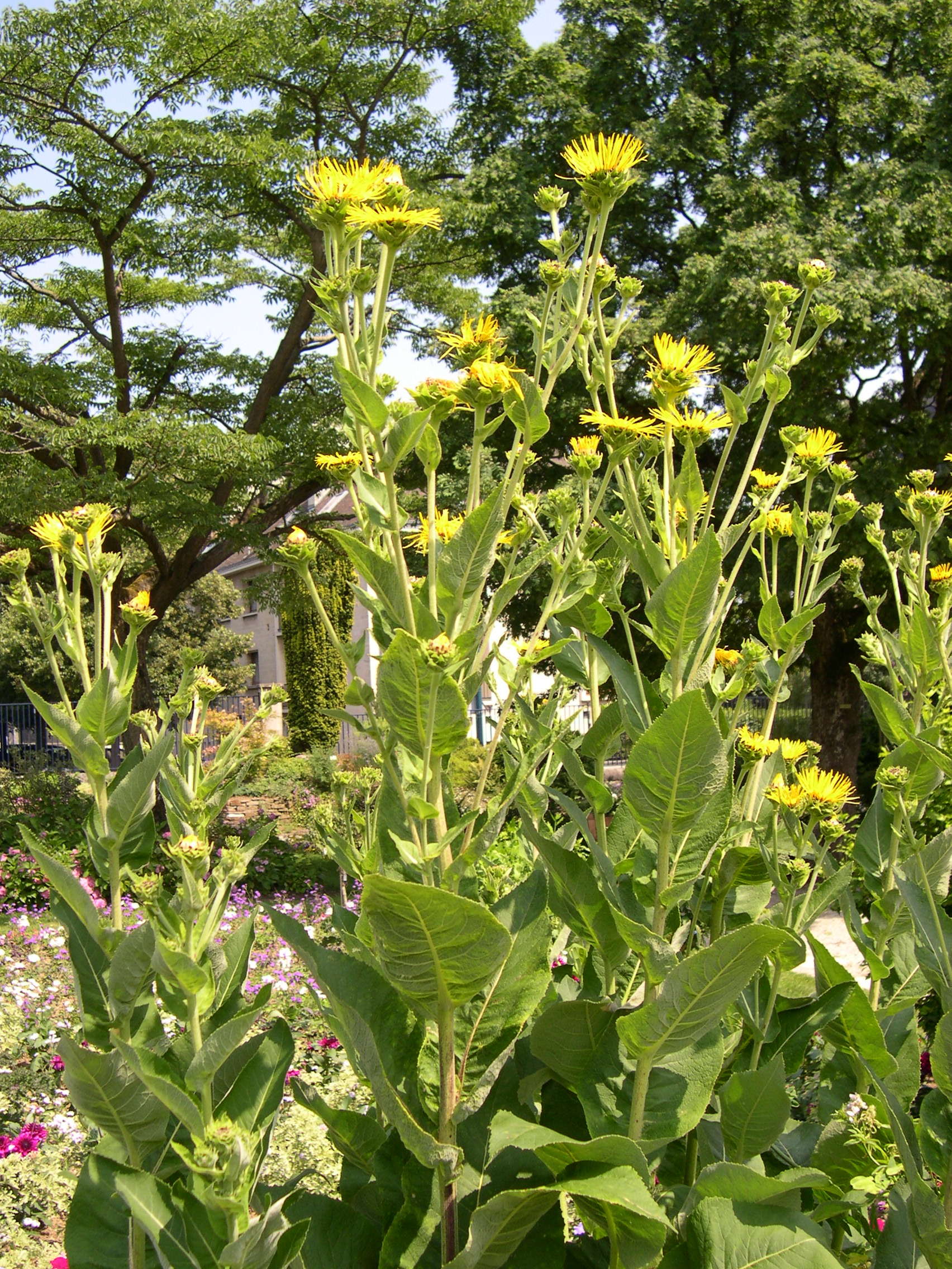 inula_helenium1md