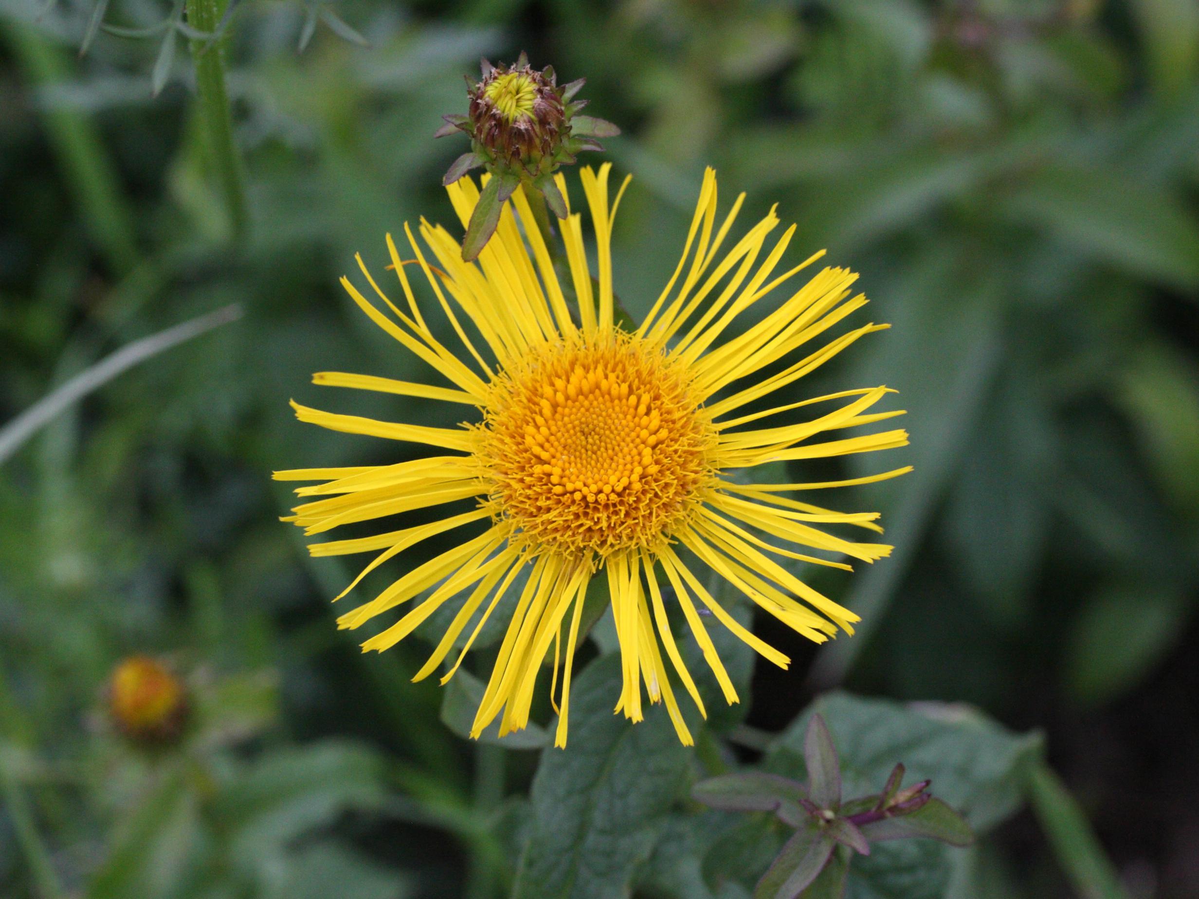 Afficher le média inula_salicina1md inula_salicina1md