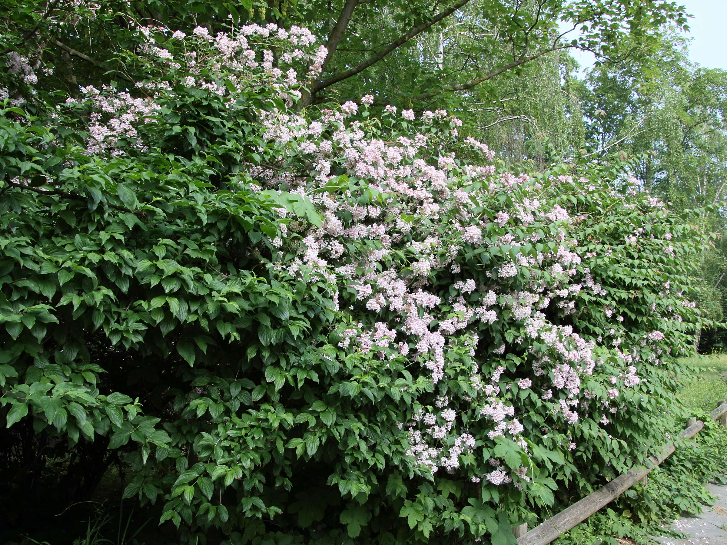 kolkwitzia_amabilis3bd