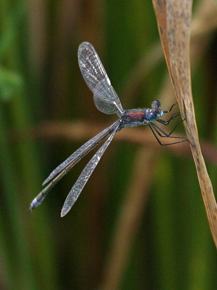 lestes_dryas3bd