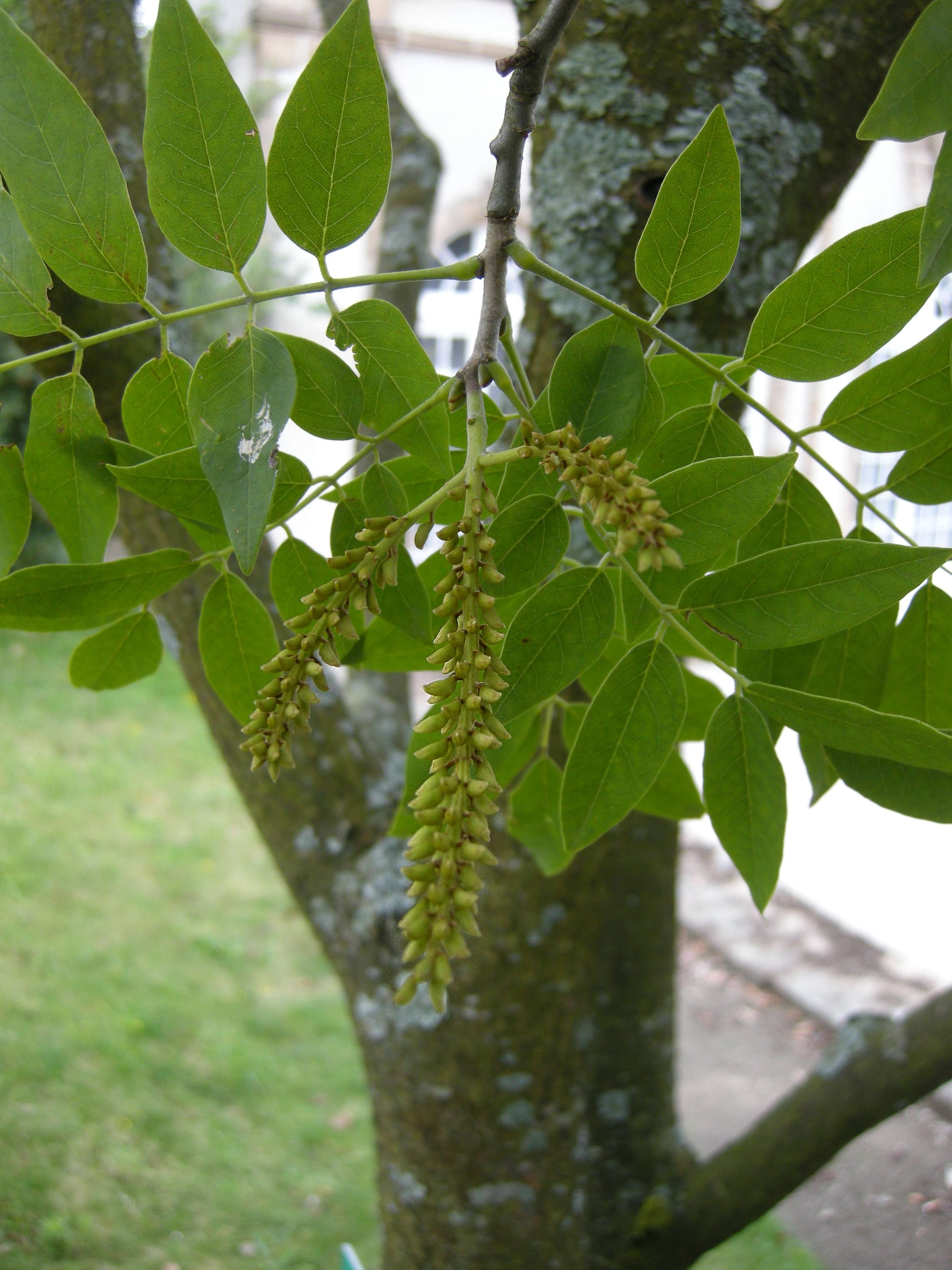 maackia_chinensis3bd