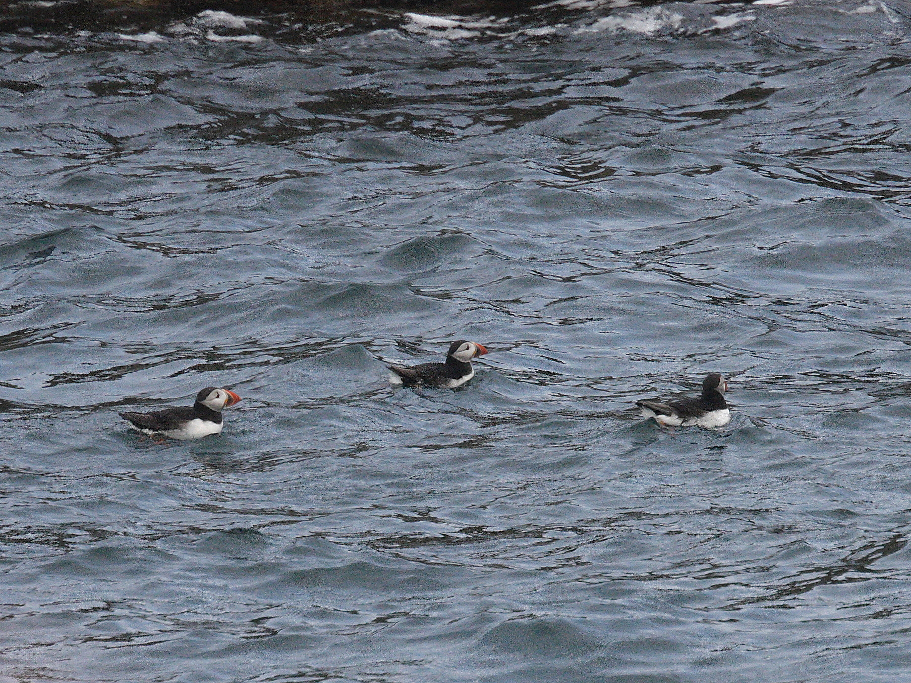 macareux_moine_-_fratercula_arctica3md