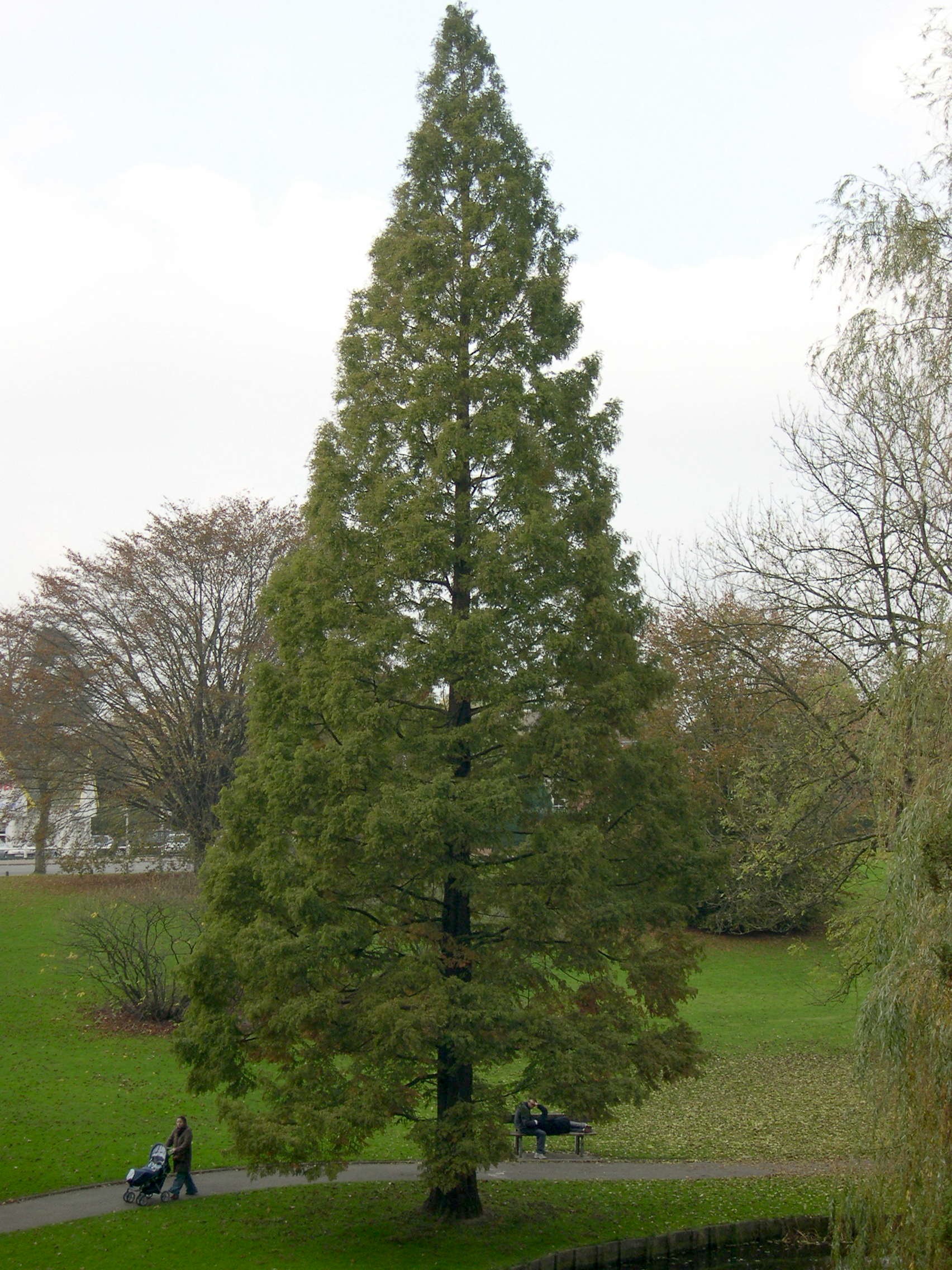 metasequoia_glyptostroboides1md