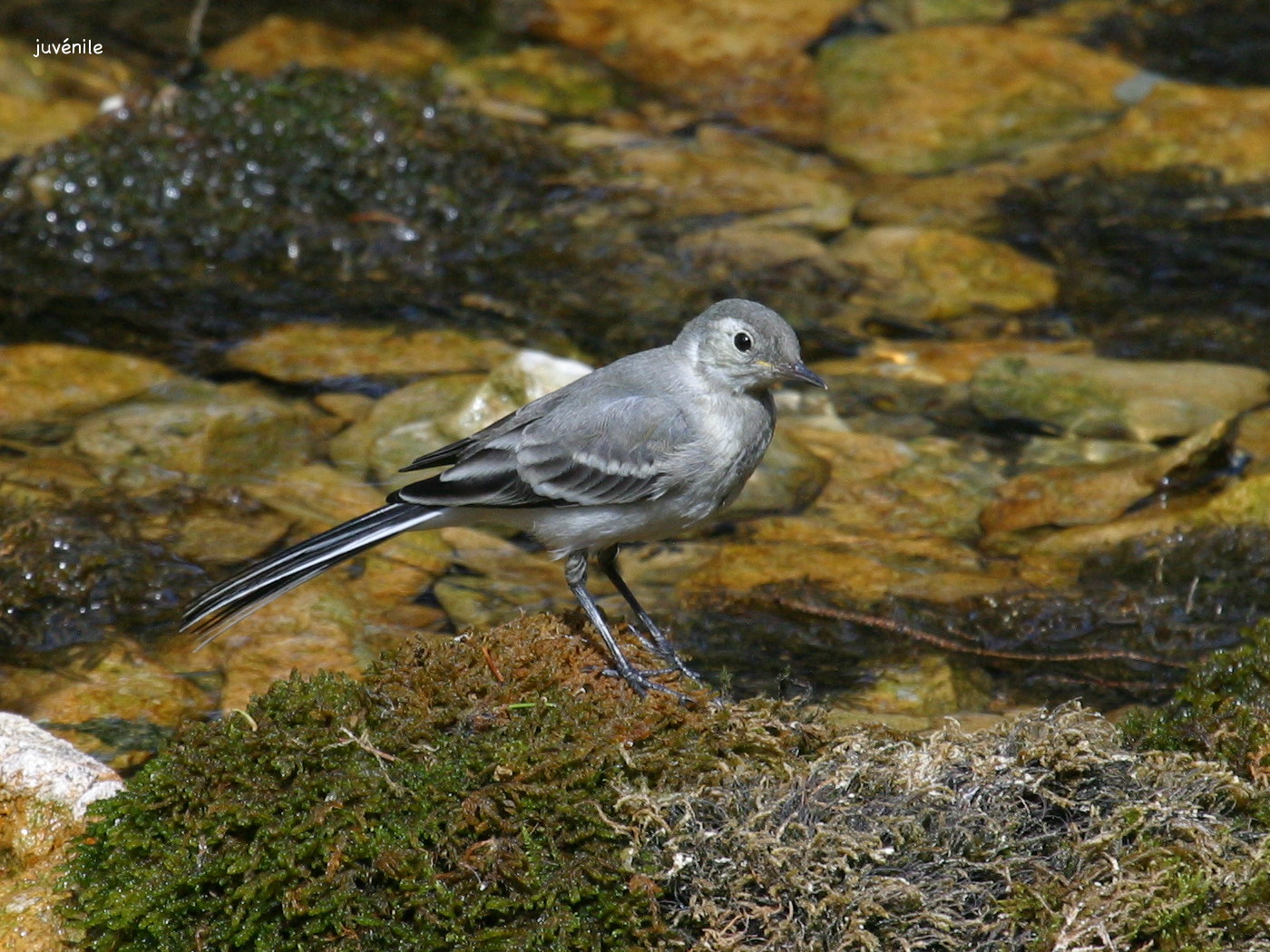 Motacilla_alba