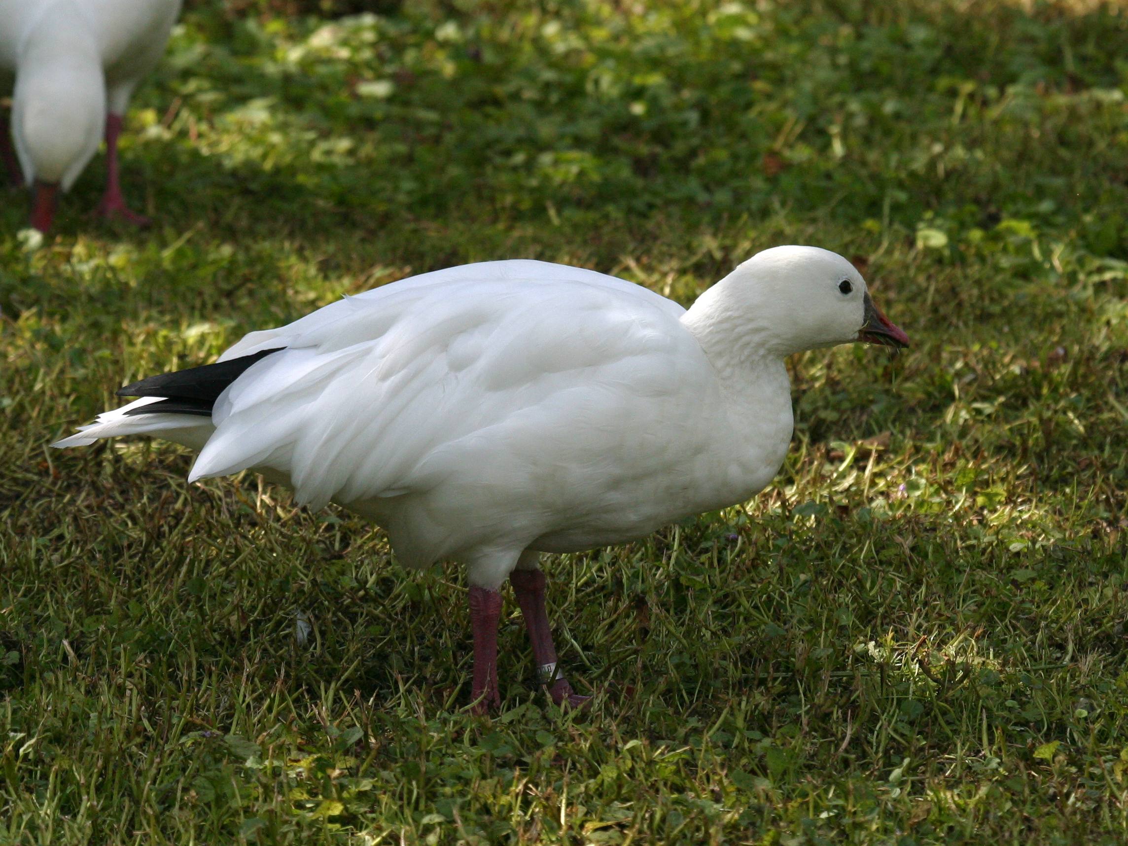 oie_de_ross_-_anser_rossii1bd