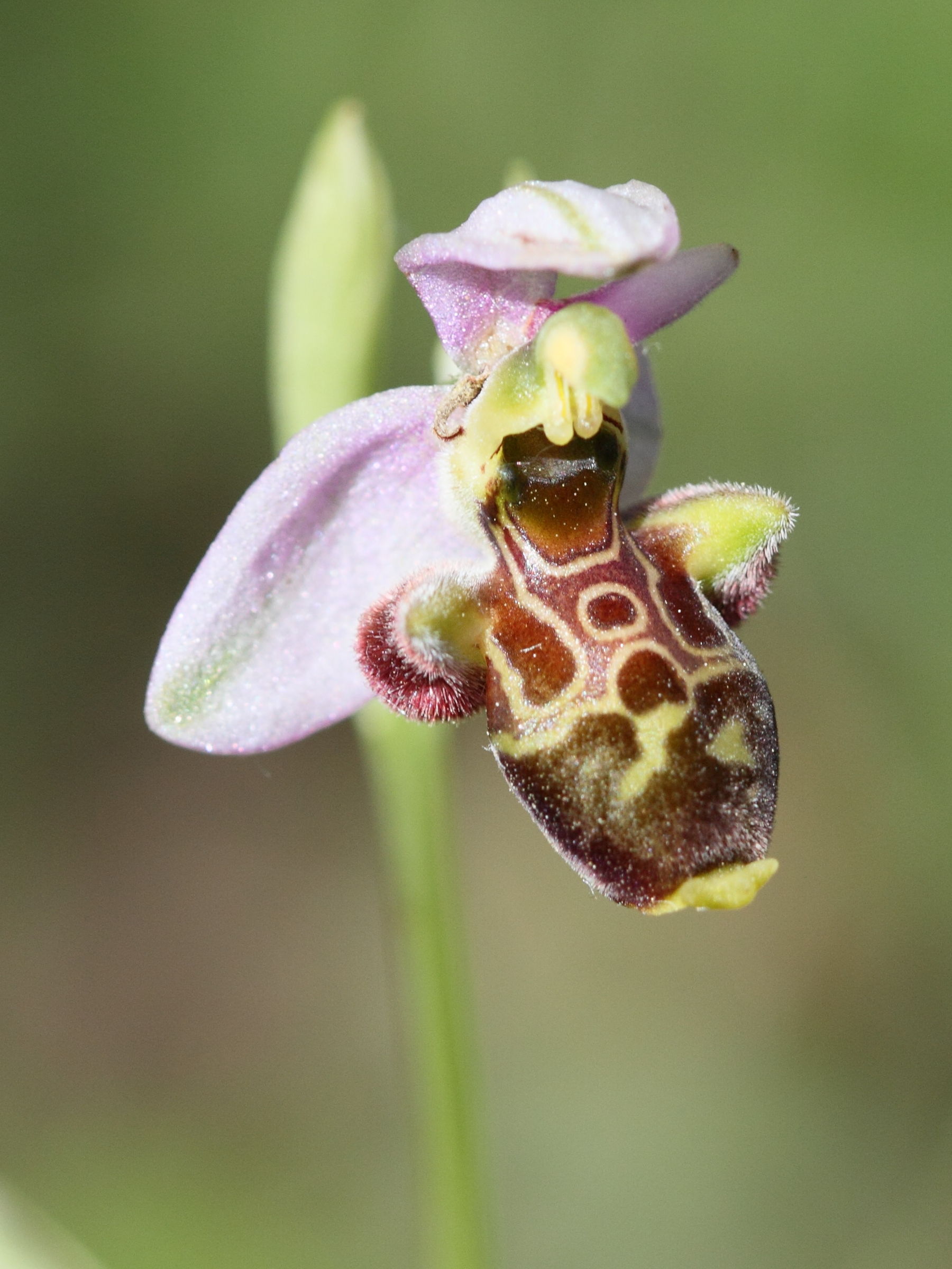 ophrys_scolopax6bd