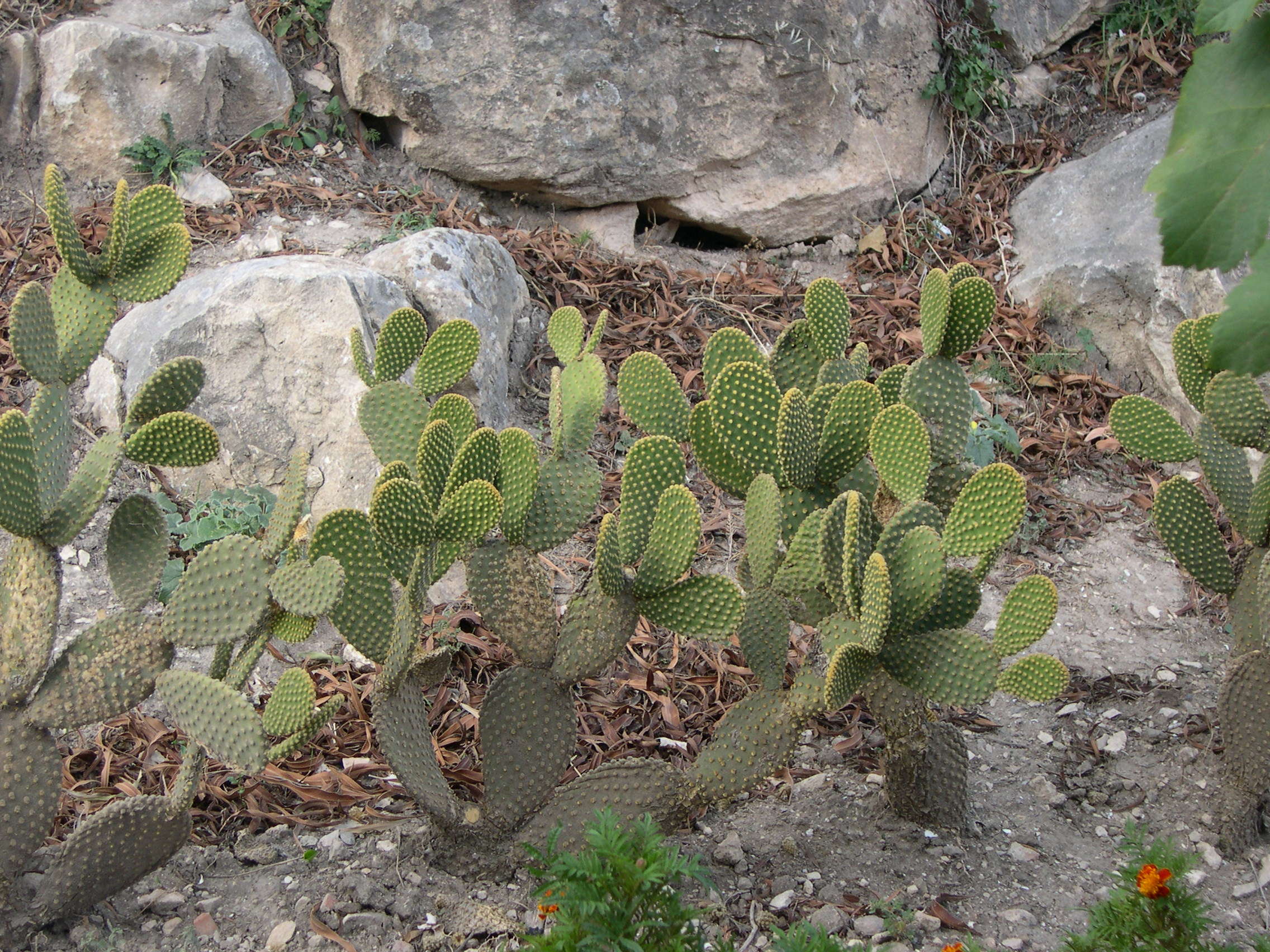 opuntia_microdasys1md
