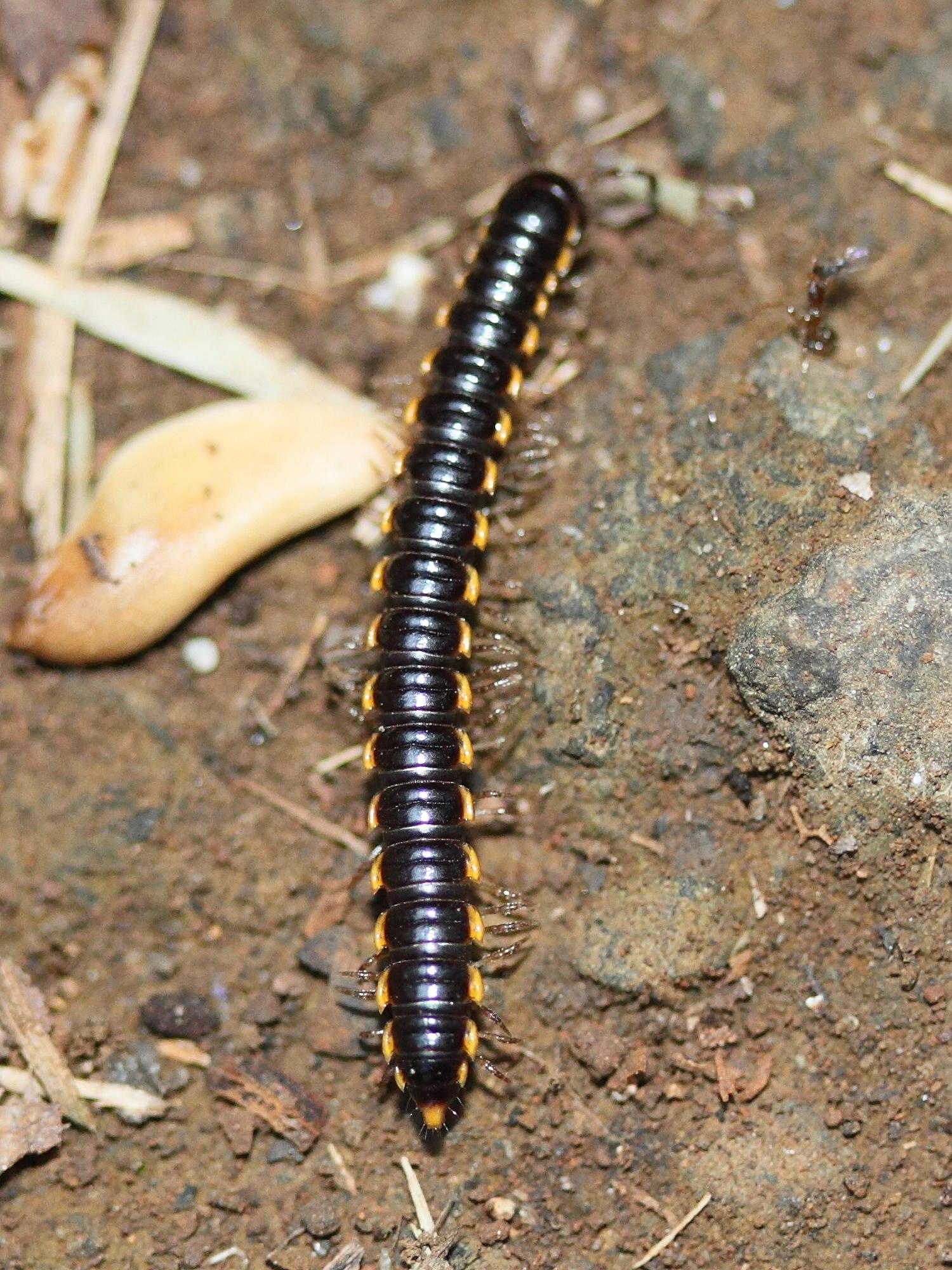 orthomorpha_coarctata2md