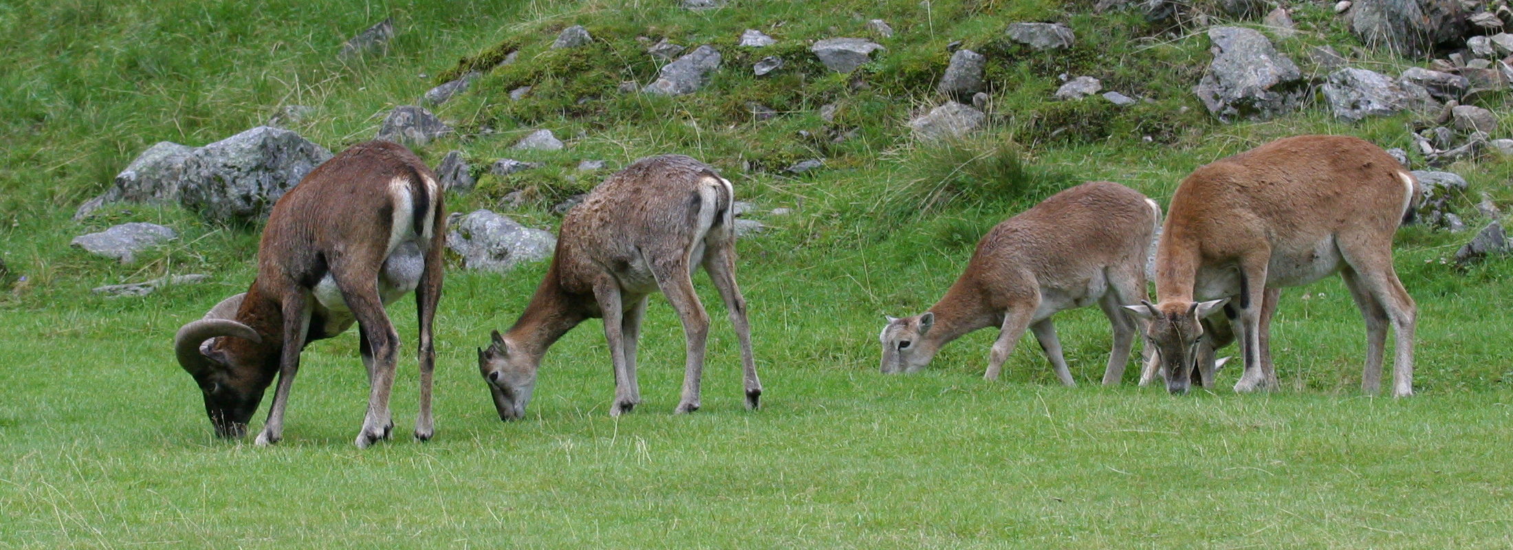 ovis_aries_musimon3md