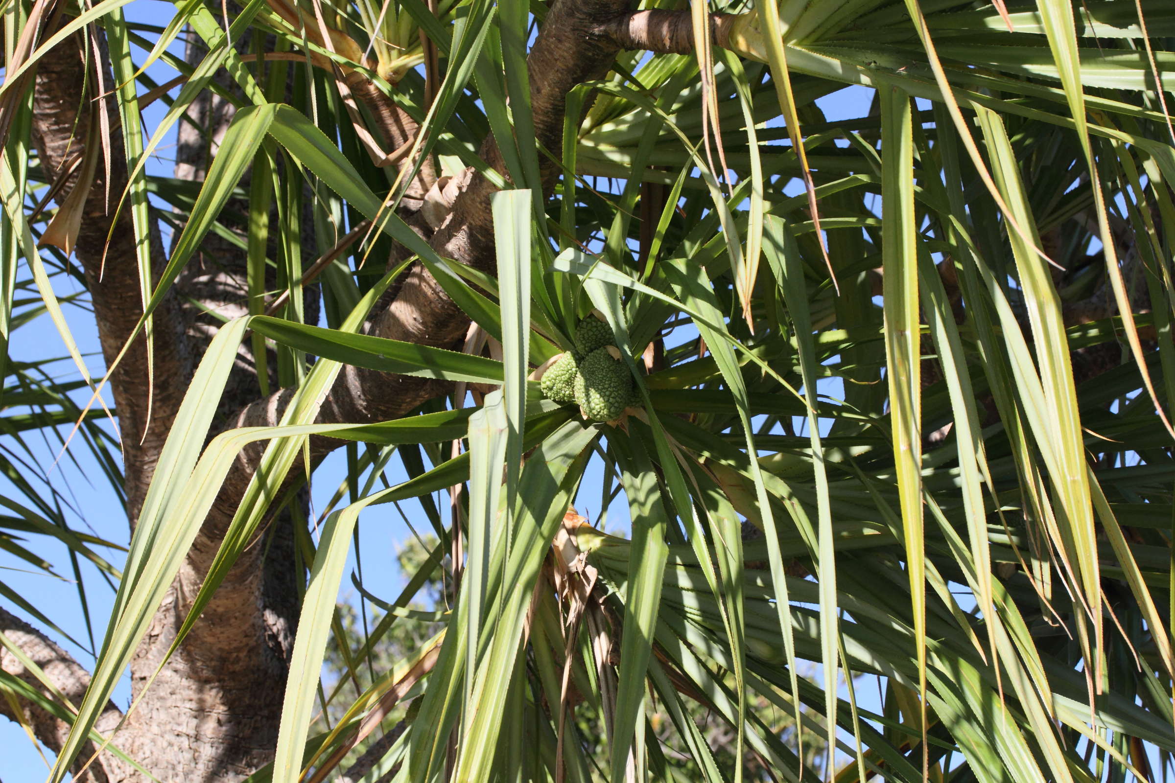 Afficher le média pandanus_ambongensis2md pandanus_ambongensis2md