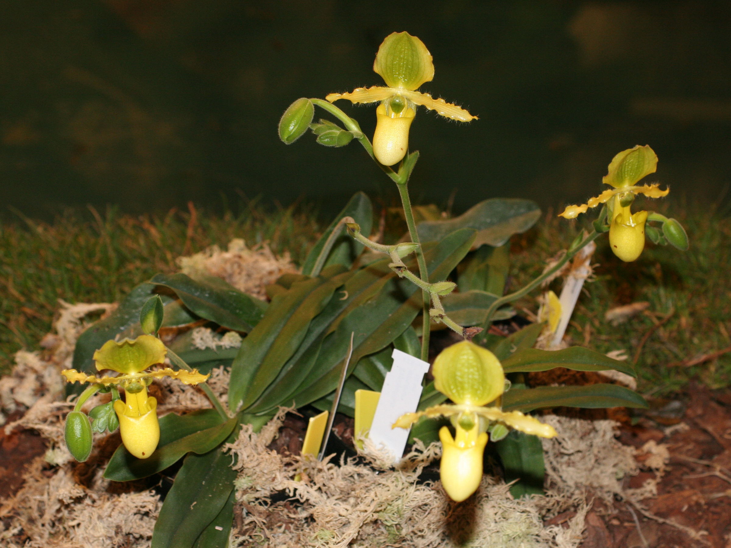 Afficher le média paphiopedilum_primulinum1md paphiopedilum_primulinum1md