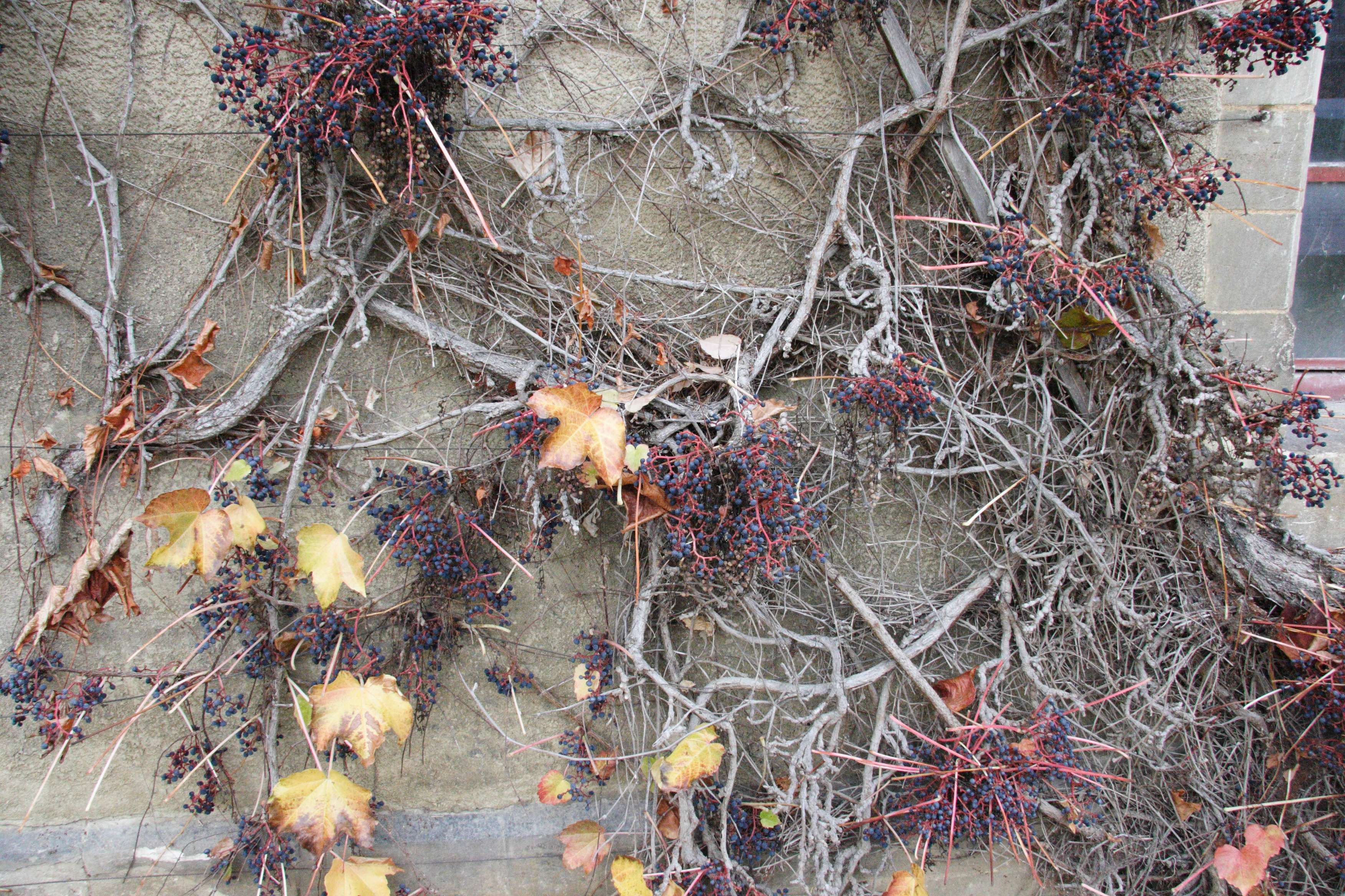 parthenocissus_tricuspidata6md