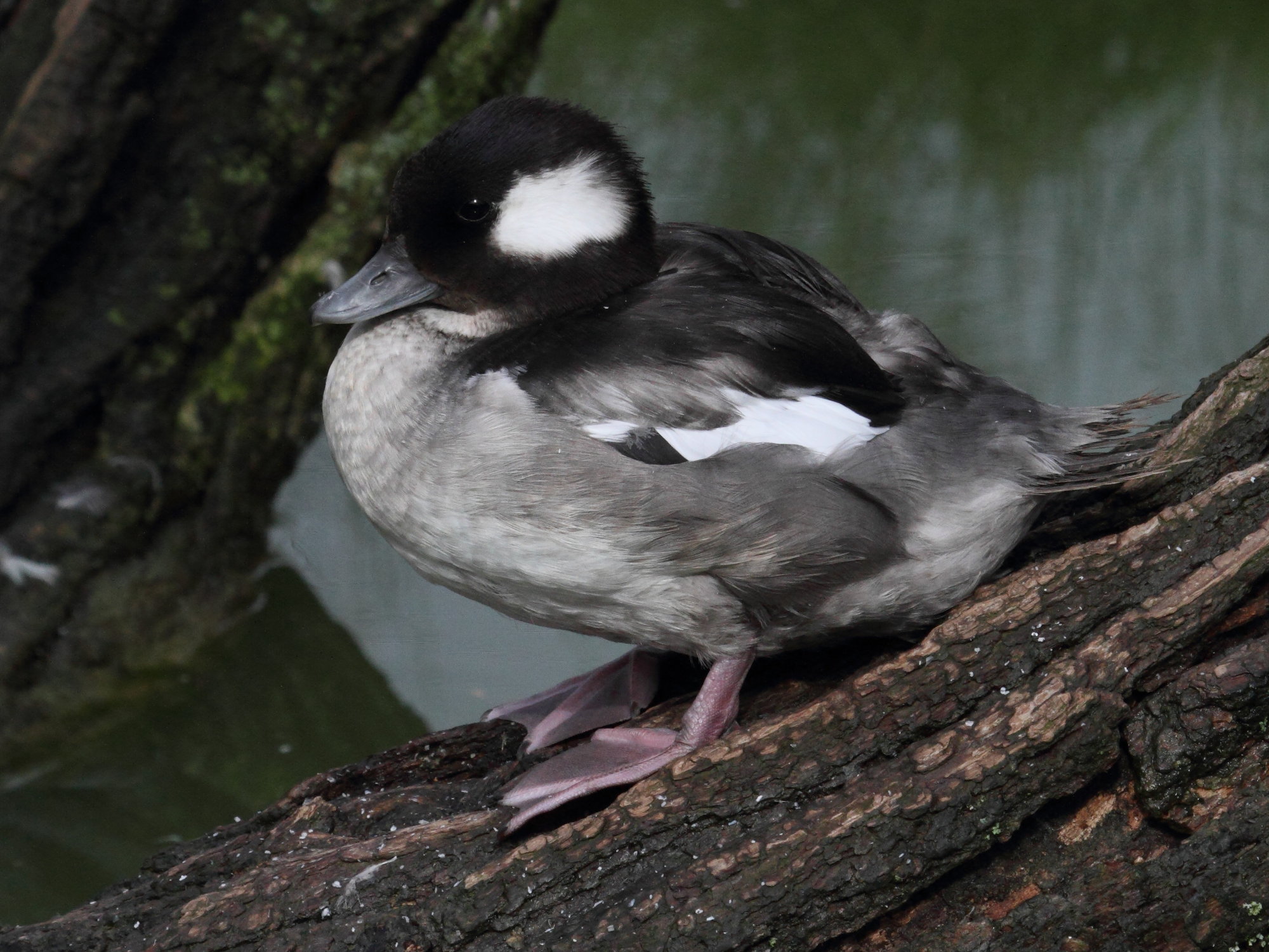 petit_garrot_-_bucephala_albeola1bd