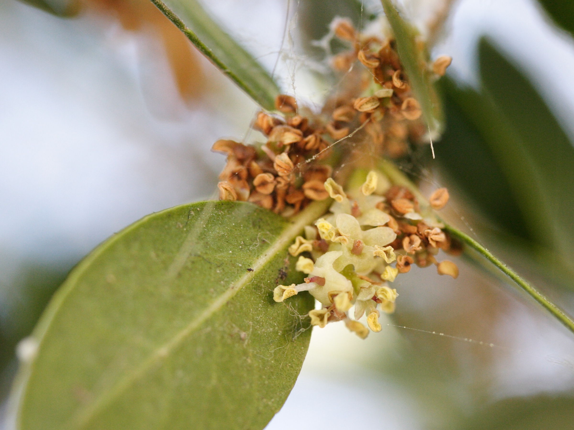 phillyrea_latifolia4md