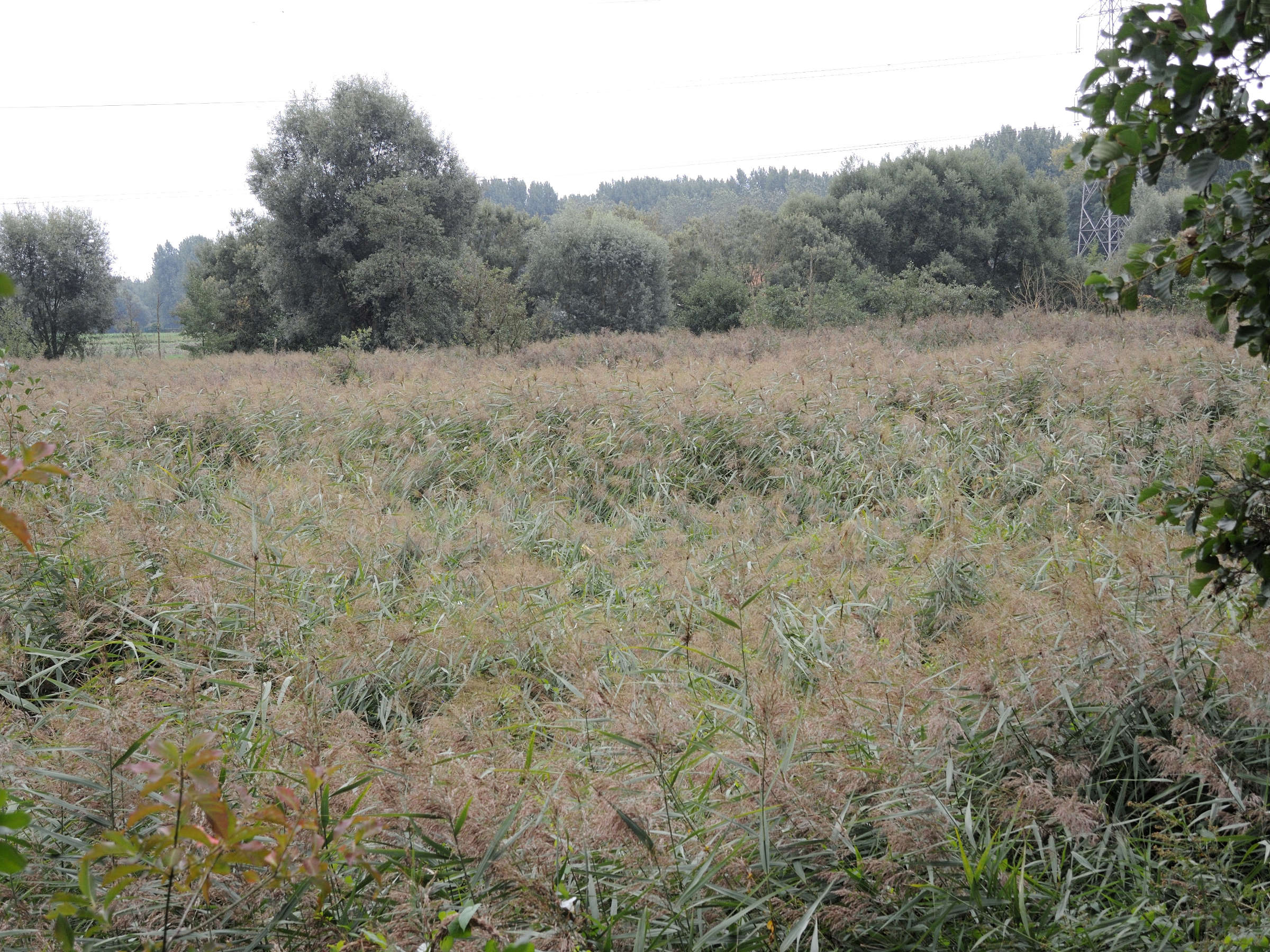 phragmites_australis1md